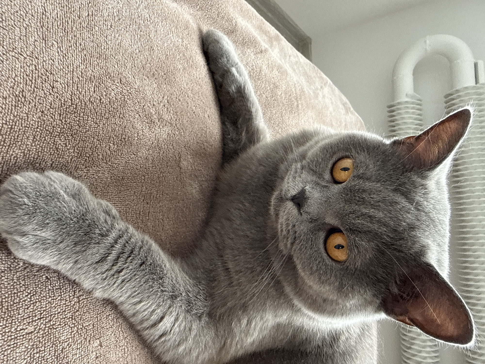 The media file shows a close-up, overhead view of a grey British Shorthair cat lying on a textured, taupe-colored surface, likely a blanket or bedspread. The cat is positioned diagonally across the frame, with its head tilted upwards and to the right. Its large, round eyes are a striking amber color and are wide open, looking directly at the camera. The cat's ears are prominent, one slightly angled forward and the other turned back. Its fur is a solid grey, appearing soft and dense. The cat's front paws are visible, one extended upwards and the other resting near its body.
In the background, to the right of the cat, a white radiator with ribbed sections is visible. The radiator is U-shaped, suggesting it might be part of a larger heating system. The wall behind the radiator appears to be white or a very light color. The lighting suggests it is daytime, with natural light illuminating the scene, creating some soft shadows. The overall impression is one of a relaxed and attentive pet in a domestic setting. There is no visible text in the media file.