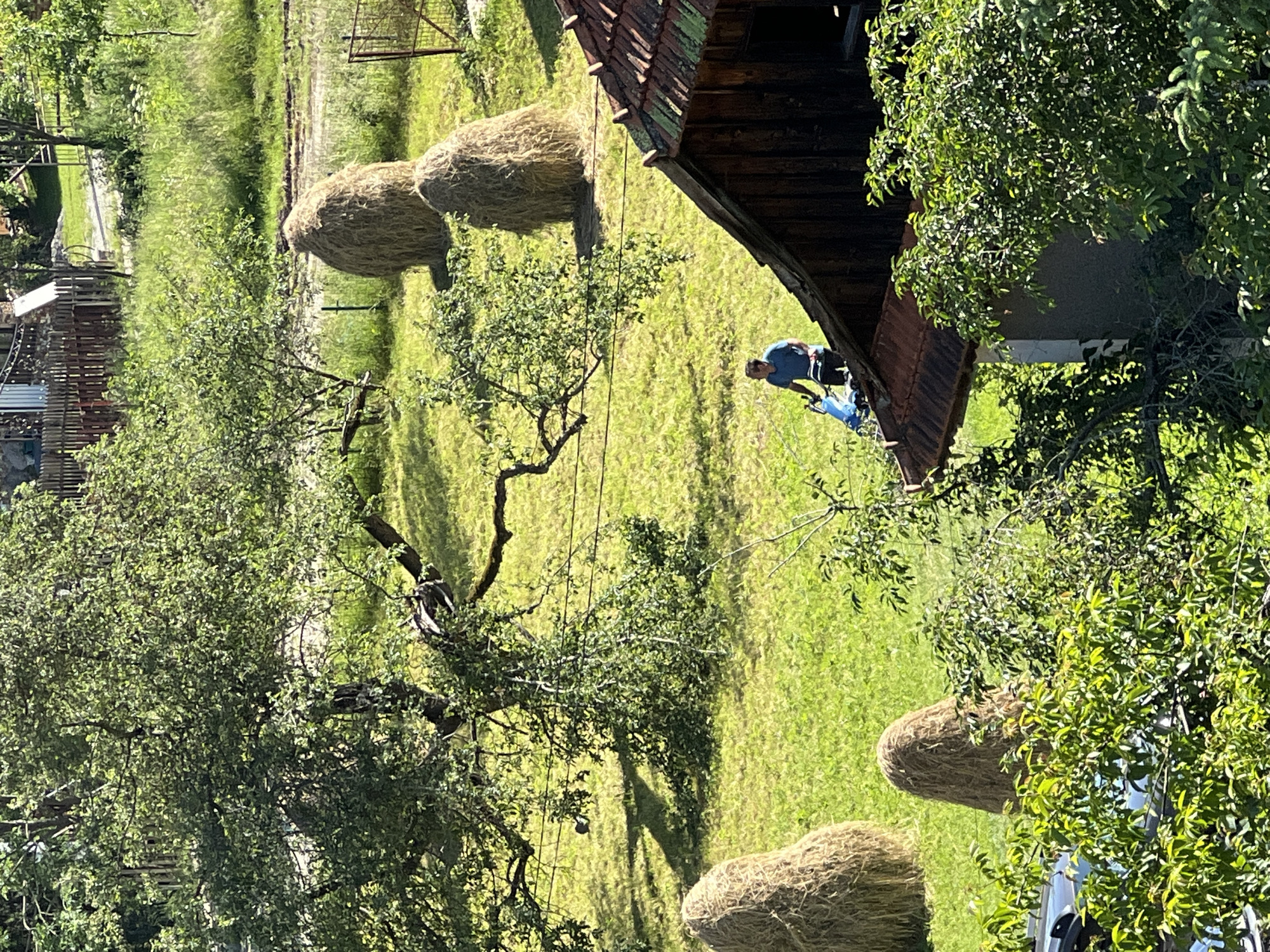 In a sunlit outdoor scene, a man in a blue shirt and dark pants operates a blue motor-powered device on the sloped, tiled roof of a wooden building with a weathered facade. The building is situated amidst a verdant landscape dotted with several tall, conical haystacks in a grassy field. A large, leafy tree with gnarled branches partially shades the area. In the background, a fence separates the field from a more distant area with more greenery and what appears to be a building structure. The overall impression is one of rural activity on a clear day.