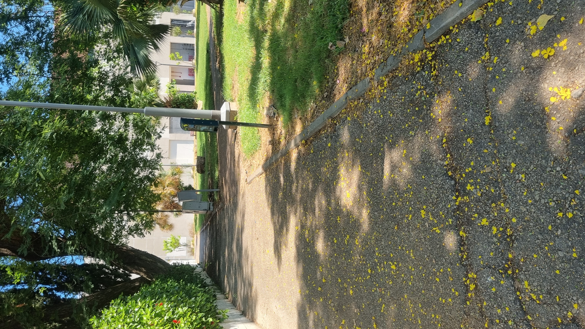 The image shows a paved pathway lined with trees and grass. The pathway is covered in fallen yellow petals, suggesting it is springtime. A concrete wall with green bushes and red flowers runs along the left side of the path. A lamppost stands in the middle of the pathway. In the background, there is a building with windows and a tiled roof. The scene appears to be a park or a public garden in Tel Aviv, Israel. There are no people visible in the image.