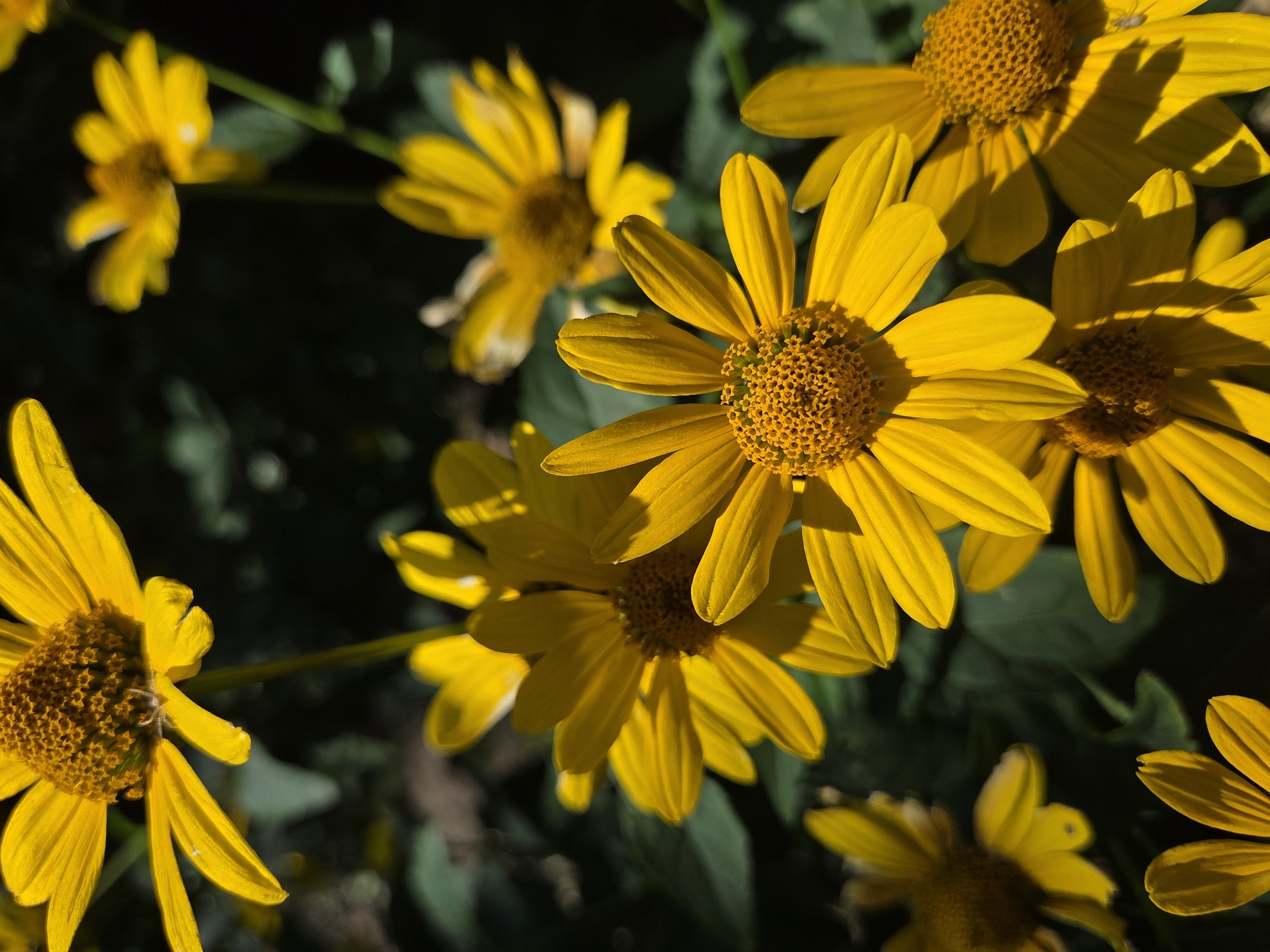 The image is a close-up shot of several bright yellow flowers with dark brown centers, likely daisies or sunflowers, set against a dark green, blurred background of foliage. The flowers are in various stages of bloom, with some fully open and others partially closed. The lighting suggests it is daytime, with strong sunlight casting shadows on the petals, creating a high-contrast effect. There is a tiny white spider visible on one of the petals in the upper left quadrant of the image. The scene appears to be outdoors, possibly in a garden or park. There is no discernible connection to Ulyanovsk, Russia, or any specific urban location.