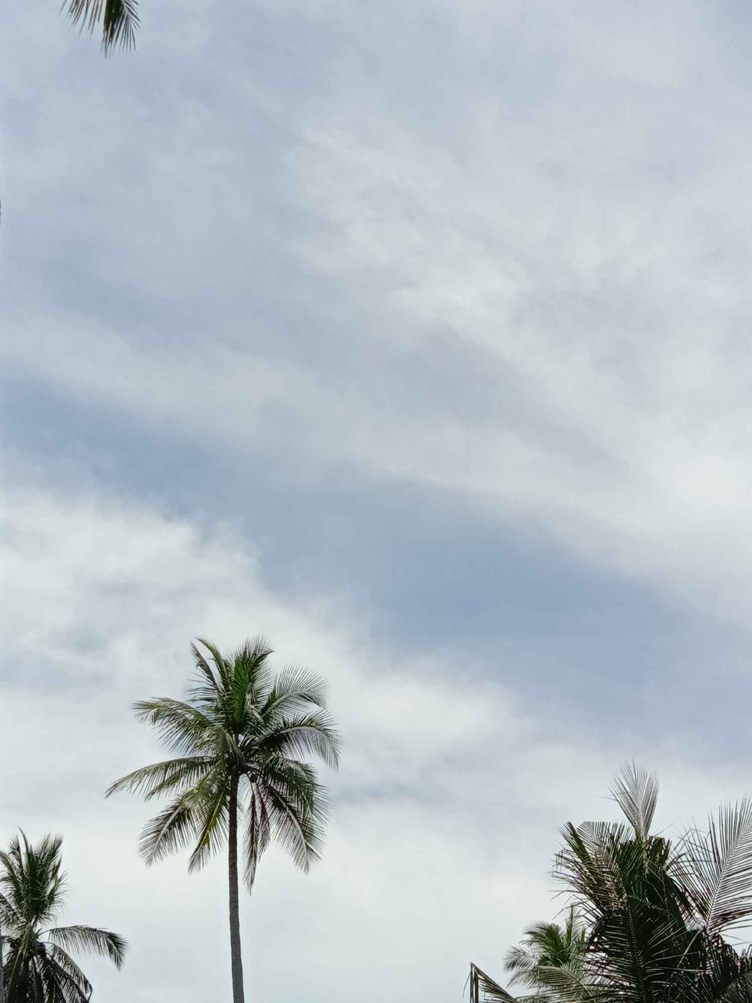 The image depicts a view of the sky with several palm trees visible from below. The sky is overcast with layers of clouds. Palm trees are seen in the lower left, center, and lower right of the image. The location is implied to be in Blangkarieng, Indonesia.