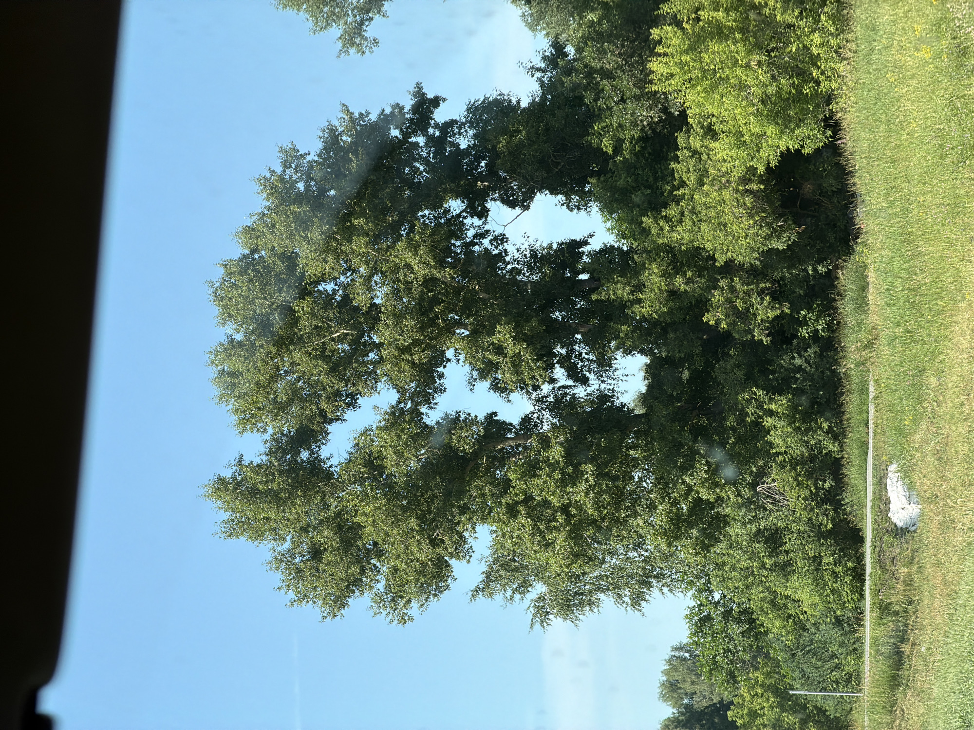 The image shows a view of trees against a clear blue sky, seen through a reflective surface, possibly a car window, which is indicated by the dark horizontal band at the top. In the foreground, there is a grassy area with a white object, possibly a rock or debris, and a thin road or path. Behind the grassy area, a dense line of trees and bushes forms the background. The main focus is on a cluster of tall, leafy trees in the center, with two particularly prominent trees that appear to have grown together, forming an archway-like gap between them. The location is identified as Bezmenovo, Russia.