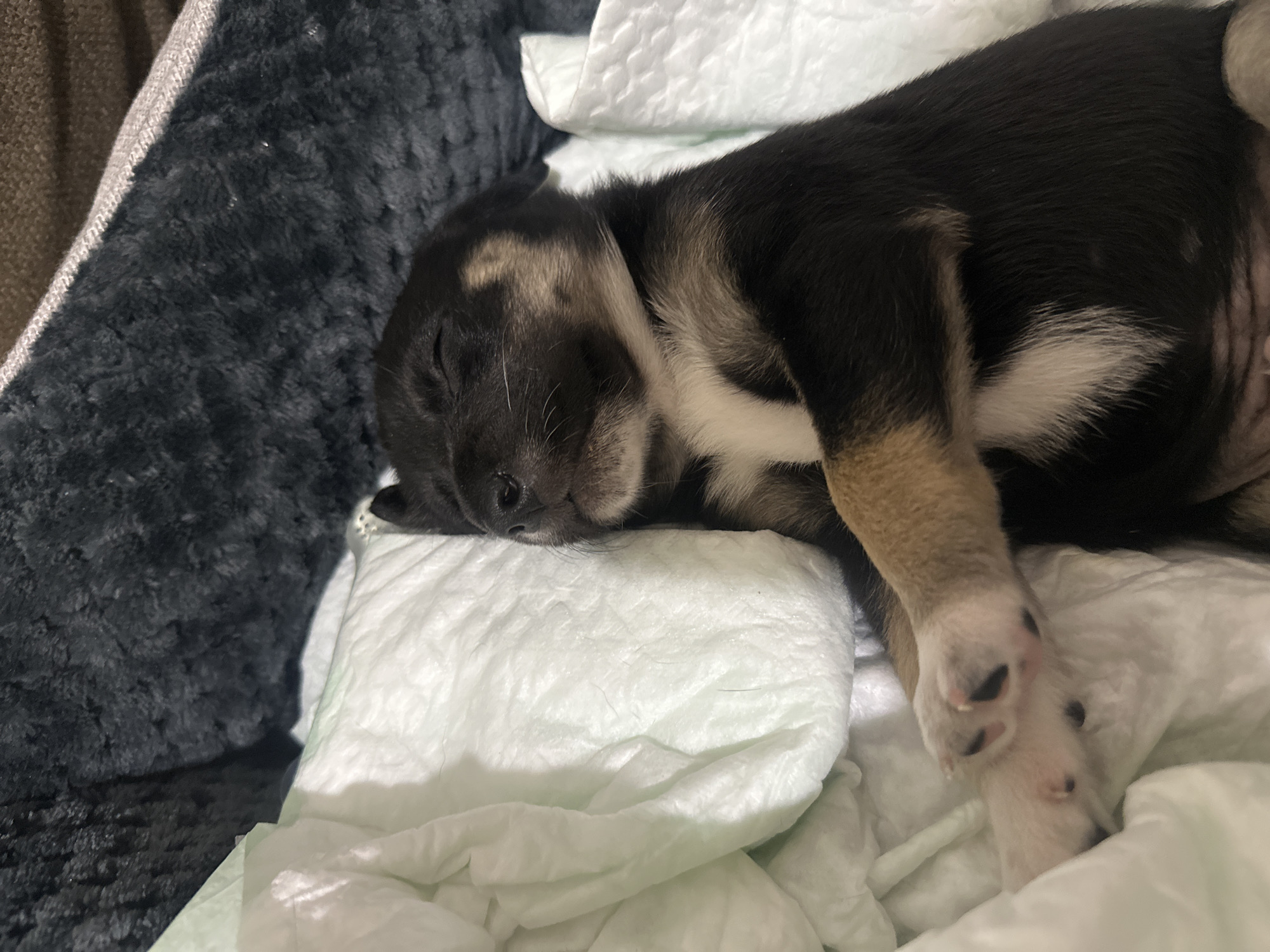 A black and tan puppy is sleeping on a light green blanket, which is placed on a white surface, possibly a bed or cushion. The puppy is curled up, with its eyes closed and paws resting on the blanket. Its fur is short and appears to be of mixed colors, with black dominating its body and tan markings on its face and legs. The background shows a dark, textured surface, likely a blanket or bedspread. There is no identifiable urban or rural environment, including the city of Detelina, Bulgaria, present in the image. The scene is a close-up, detailed shot focusing entirely on the sleeping puppy.