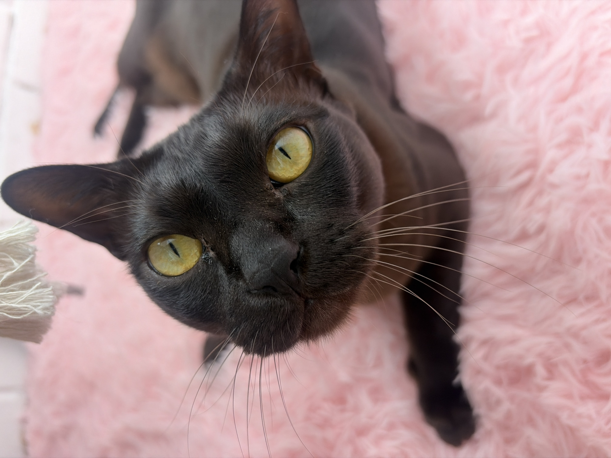 An extreme close-up, eye-level, vertical shot captures a black cat with striking yellow eyes resting on a fluffy pink surface. The cat's head is tilted upwards, looking directly at the camera. Its dark fur contrasts sharply with its bright irises. The pink surface appears to be a soft, textured fabric, possibly a blanket or bed. In the upper portion of the frame, a small white tassel hangs down. The background is softly blurred, emphasizing the cat as the primary subject. There are no people or other animals visible in the frame. The scene is domestic and peaceful.