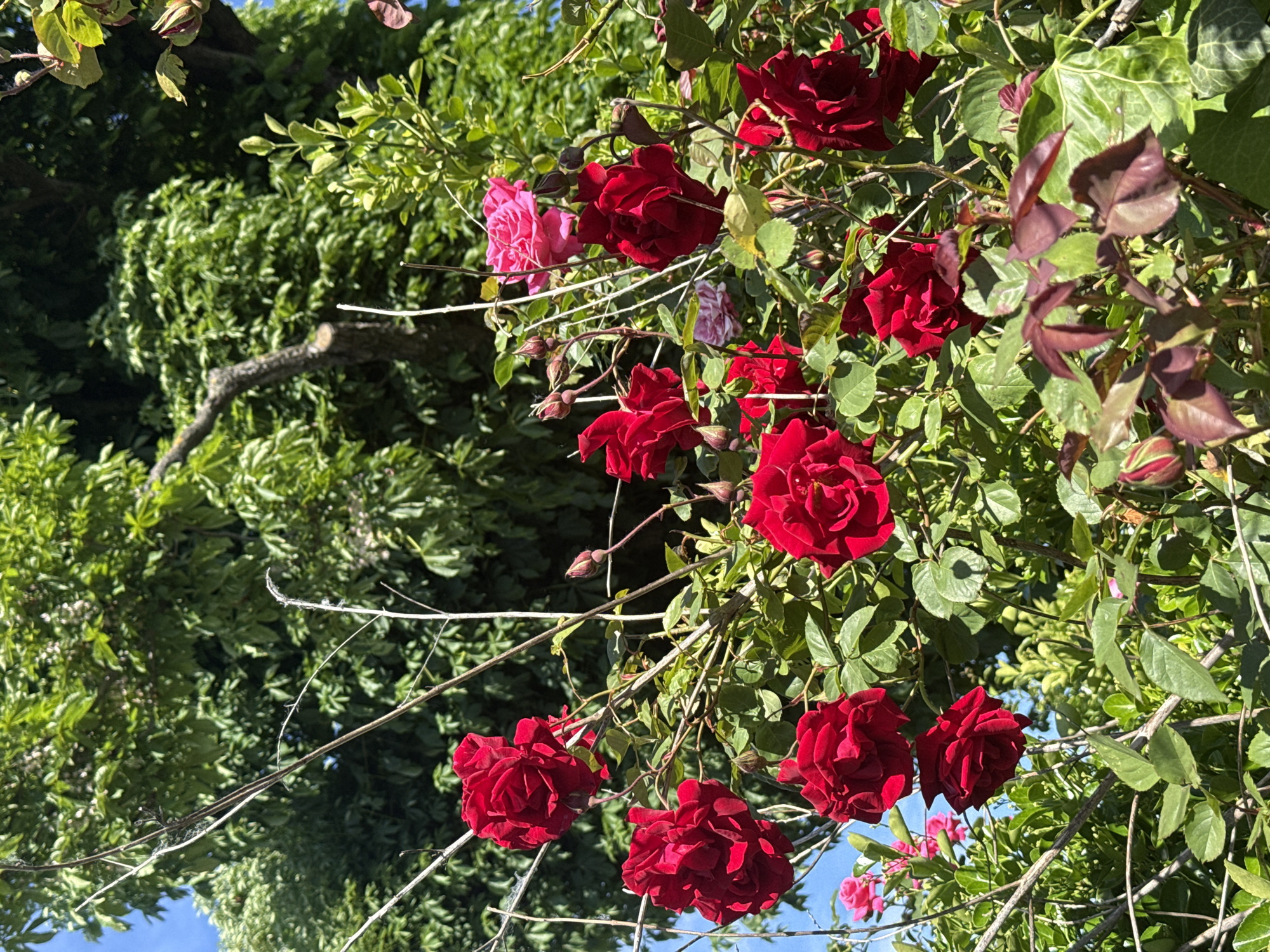 The image features a vibrant display of red roses in full bloom, interspersed with green foliage and thorny branches. A single pink rose stands out amongst the predominantly red flowers. The background includes a dense patch of green trees and glimpses of a bright blue sky. The location is identified as City of Zagreb, Croatia.