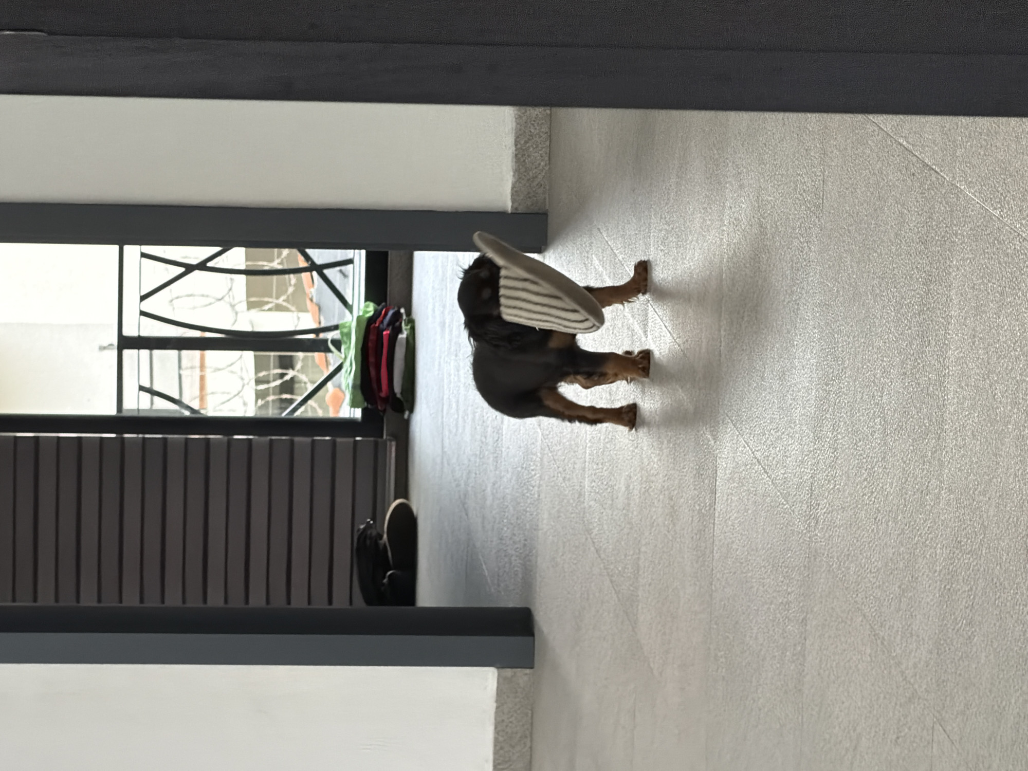 A medium shot of a brown and black dachshund-like dog carrying a gray striped flip-flop in its mouth, taken through a doorway. The dog is facing away from the door, towards the right side of the image. The floor is light gray tile. The background includes a window with black frames and horizontal slats, and a rack with clothes hanging on it. There is also a black shoe near the doorway. The location is likely in Puebla, Mexico, given the context.