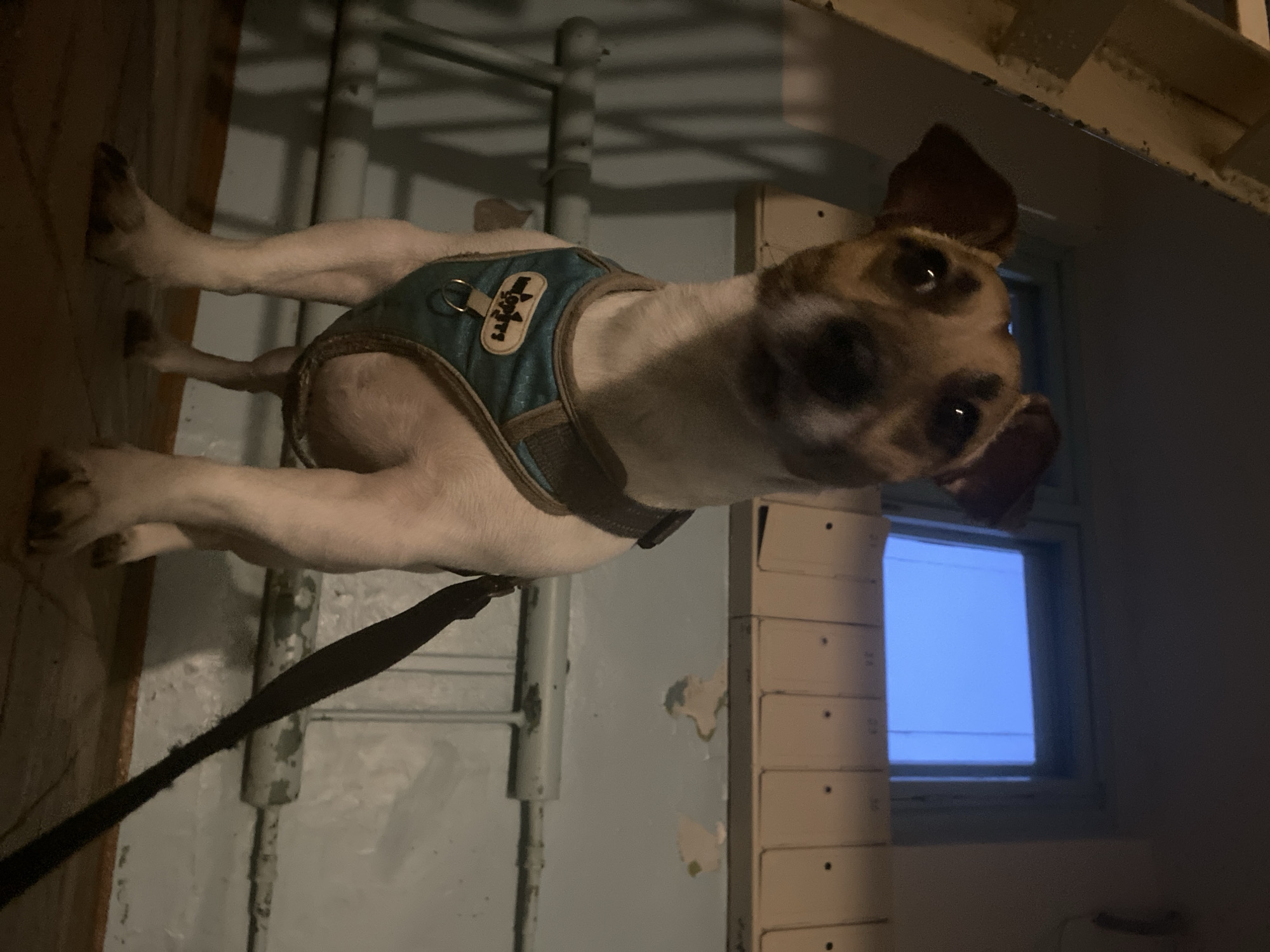 A small-to-medium-sized dog stands indoors, looking directly at the camera with an attentive and curious expression. The dog has mostly white fur with patches of light brown/tan markings on its head, particularly around its eyes and ears. It is wearing a teal-colored harness with brown trim, to which a black leash is attached. On the harness, a small white patch displays a logo featuring a paw print above the letters "WzP" (or similar legible text).
The setting appears to be an indoor space, possibly a hallway or utility area. The walls are a light blue-gray color, showing signs of peeling paint. To the left of the dog, a metal grate or railing is visible. A vertical metal pipe extends from the floor upwards in the background. On the right side of the image, there is a stack of light-colored cubbies or drawers. A window in the background reveals a soft, light blue glow, suggesting daylight from an overcast sky or an outdoor artificial light source during the day. The interior itself is somewhat dimly lit. The image is presented with a vertical orientation, as if the dog is standing upright on its hind legs relative to the frame. The location context for this image is Noviy, Russia.