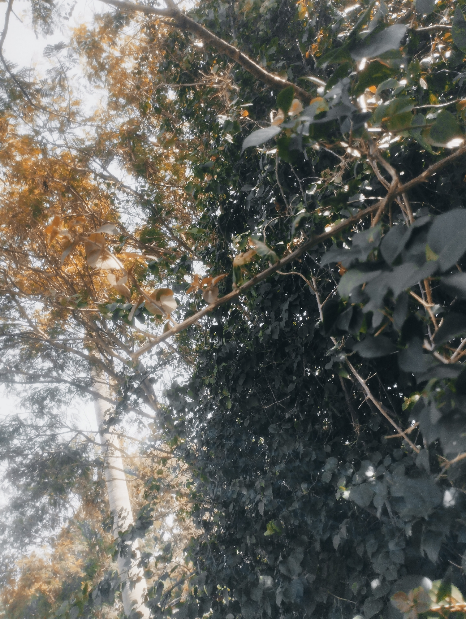 The image shows a close-up view of trees with branches and leaves, taken from a low angle looking upwards. The foliage on the left is predominantly yellow and orange, suggesting it might be autumn or a tree with changing leaf colors. The foliage on the right is a darker, denser green. Sunlight filters through the leaves and branches, creating highlights and dappled shadows. A light-colored, thick tree trunk is visible in the background on the left side of the image. The scene appears to be an outdoor environment, likely a park or a natural area within the city of Jos, Nigeria, characterized by lush vegetation and trees. There are no people or animals visible in the image.