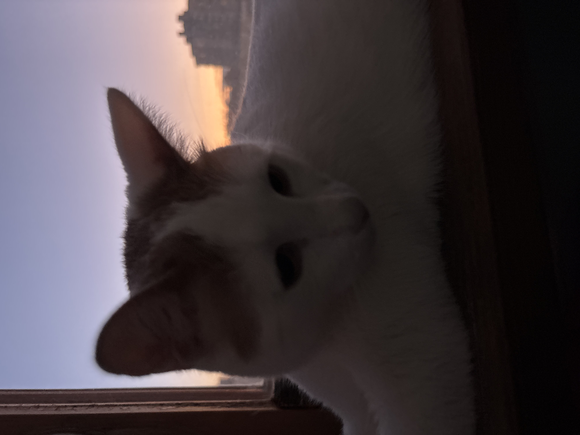 A domestic cat, primarily white with some orange markings on its head, is positioned on a dark surface, likely a windowsill, against a blurred background of a city skyline during twilight. The sky exhibits a gradient of purple and orange hues. The cat's gaze is directed downwards, and its body is partially silhouetted by the dim lighting. The scene suggests an indoor setting looking outwards towards a cityscape at dusk.
