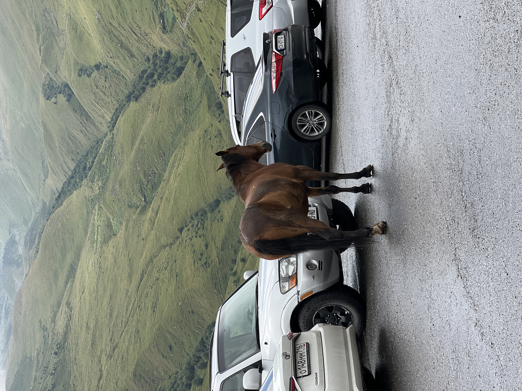 In Gergeti, Georgia, a brown horse stands on a wet asphalt road in front of several parked cars. The horse is positioned facing away from the viewer, with its hindquarters and tail visible. To the left of the horse are two white SUVs and a dark sedan. The vehicles are parked in a line. The background features rolling green hills, characteristic of the mountainous landscape around Gergeti. The sky is overcast, and the overall lighting suggests a cloudy day.