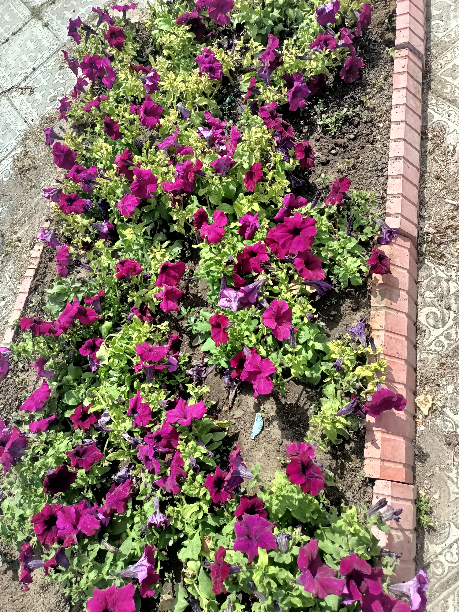 The image shows a close-up, high-angle view of a flower bed filled with vibrant purple petunias. The flowers are densely packed, with some in full bloom and others in bud. Their deep purple petals contrast with the light green foliage. The flower bed is bordered on the right by a brick edging made of pinkish-red bricks. Beyond the flower bed, on the left and right sides of the frame, is a patterned tiled surface. The tiles are light gray with an intricate, repeating design. The scene appears to be outdoors, and the lighting suggests it is daytime. There are no people visible in the image. The overall impression is of a well-maintained garden area.