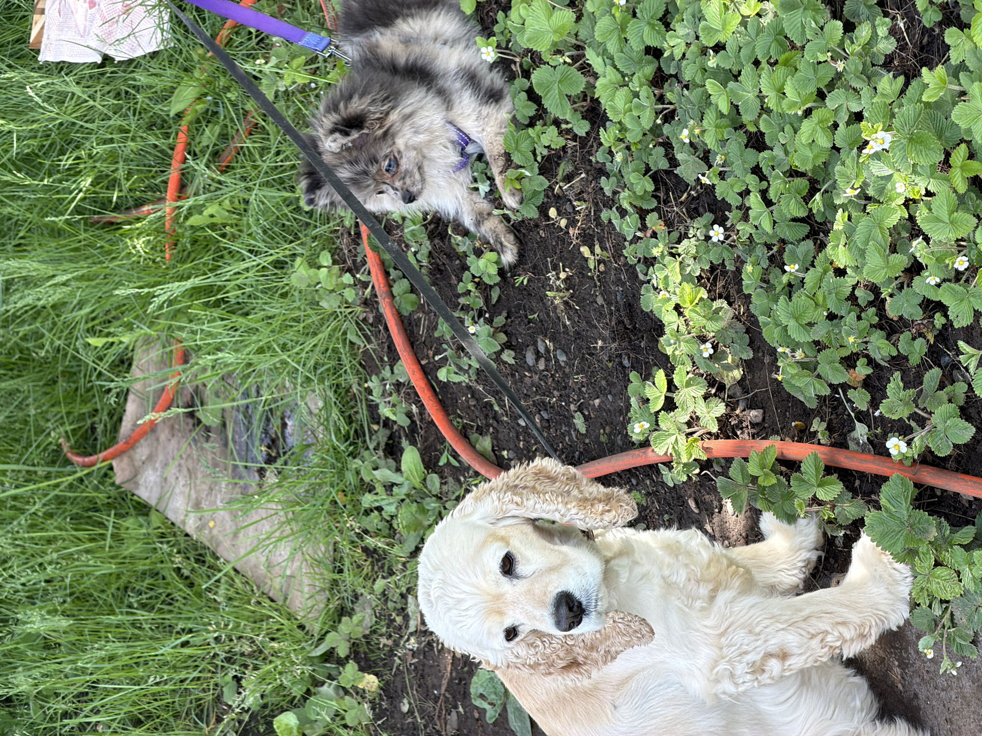 A medium-shot photograph shows two dogs lying on the ground outdoors. A golden Cocker Spaniel, with floppy ears and a white-blonde coat, is lying on its side, facing the camera. Above the Cocker Spaniel, and to the left, is a smaller, grey and black dog on a purple leash, also lying on the ground. An orange hose is visible. The ground is dirt and grass, with some strawberry plants. The location is Chaikovsky, Russia.
