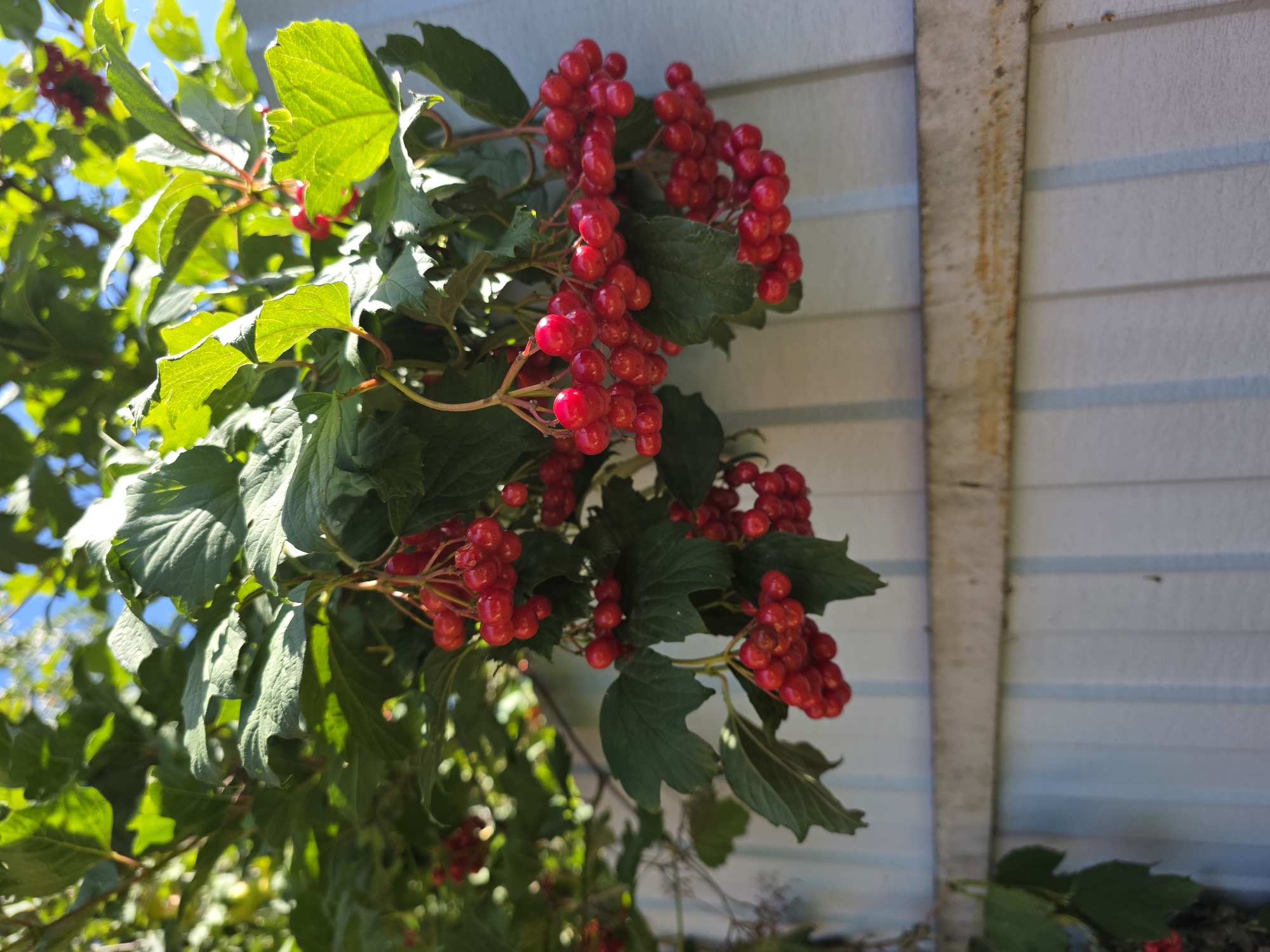 The image shows a cluster of bright red berries hanging from a green leafy branch. The berries are round and appear to be ripe. They are clustered together in bunches. The branch is heavy with the weight of the berries and drapes downwards. In the background, a light blue wooden fence is visible. The fence has vertical slats and a horizontal wooden beam running across it. Sunlight filters through the leaves, creating shadows. The scene suggests an outdoor setting, possibly a garden or backyard. There are no people or animals visible in the image. The overall impression is one of natural abundance and a touch of rustic charm. The location is described as Речицы, Russia.