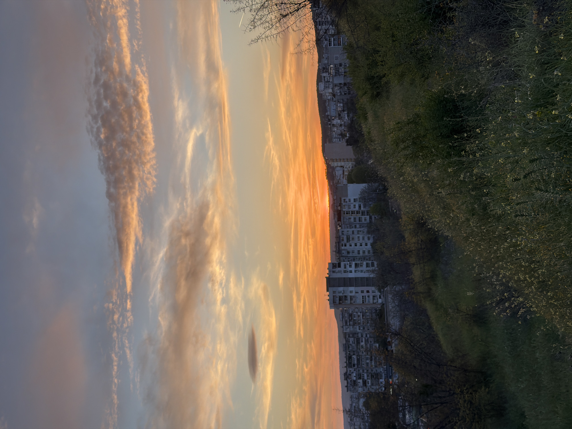 The image captures a panoramic view of a vibrant sunset or sunrise over the city of Varna, Bulgaria, seen from an elevated perspective. The sky dominates the upper portion of the frame, displaying a striking gradient of colors. Intense oranges and yellows illuminate the horizon on the right, gradually transitioning into softer pinks, purples, and blues towards the upper left. Streaky, elongated clouds are brilliantly lit by the warm light, appearing as golden and rosy ribbons across the vast expanse. A faint contrail is visible against the pastel sky in the upper left quadrant.
Below the colorful sky, a dense urban landscape stretches along the horizon. Numerous multi-story buildings, characteristic of apartment blocks or city infrastructure, form a sprawling cityscape. Some structures are silhouetted against the bright light, while others reveal details of windows and facades.
The foreground and the right side of the image feature a dark, elevated hillside or natural slope. This area is richly covered in green foliage, including trees with some bare branches, and dense shrubs. Scattered among the darker greenery are patches of lighter green vegetation and small clusters of yellow flowers, indicating a wild or natural green space bordering the urban environment. The entire scene is bathed in the tranquil, dramatic light of dusk or dawn, creating a serene contrast between nature and urban development. No specific human activity or discernible text is visible.