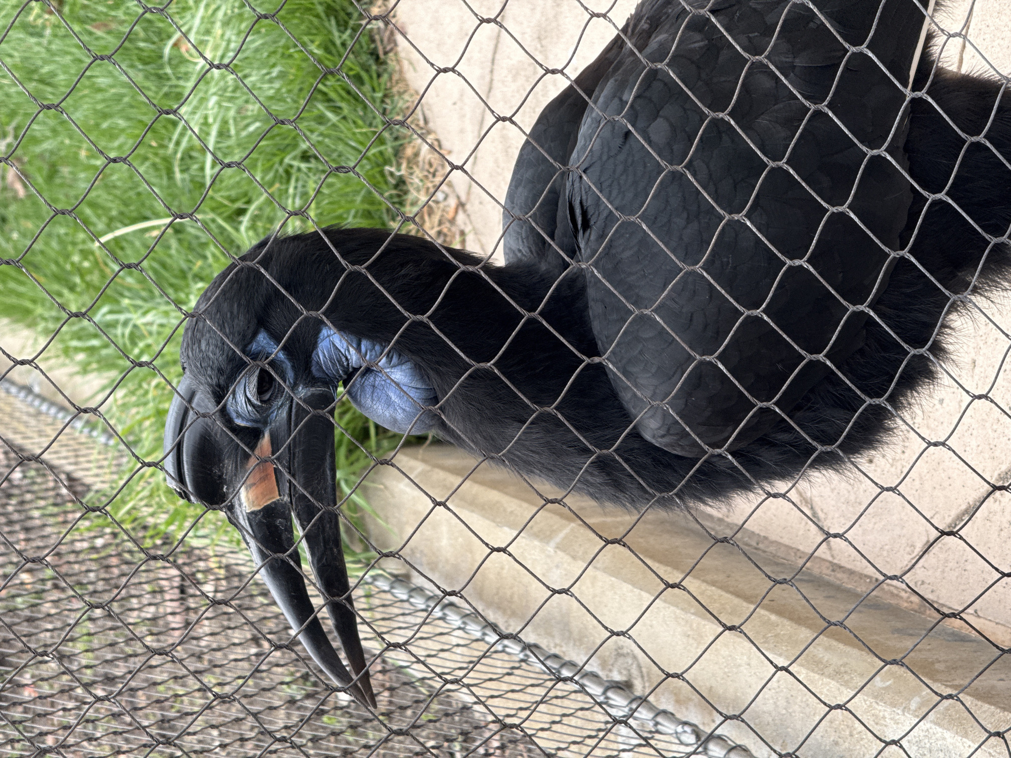 A large, black bird, identified as a Ground Hornbill, is captured through the intricate pattern of a wire mesh fence in this photograph. The image is oriented such that the bird is seen from a slightly elevated perspective, looking downwards and to the left.
The bird itself is predominantly covered in dark, almost entirely black, feathers. A striking feature is the bare skin around its head and upper neck, which is a vivid blue or purplish color, contrasting sharply with its dark plumage. Its eye is dark and beady, blending into the surrounding bare skin. The bird possesses a prominent, large, dark-colored beak that curves downwards. A notable detail on the upper part of the beak, near the base and where it meets the head, is a distinct reddish-brown patch.
The wire mesh fence, composed of interwoven metal wires forming diamond-shaped openings, is in sharp focus in the foreground, indicating the proximity of the camera to the enclosure. Through the mesh, beyond the bird, patches of lush green grass are visible, suggesting an outdoor setting. Another part of the background shows a light-colored concrete or paved surface, which forms part of the bird's habitat.
The overall impression is that of a bird in an aviary or zoo enclosure, observed during the daytime under natural lighting conditions. The bird appears to be calmly standing or possibly foraging on the ground, with its head slightly lowered. There are no human figures or discernible text present in the image.