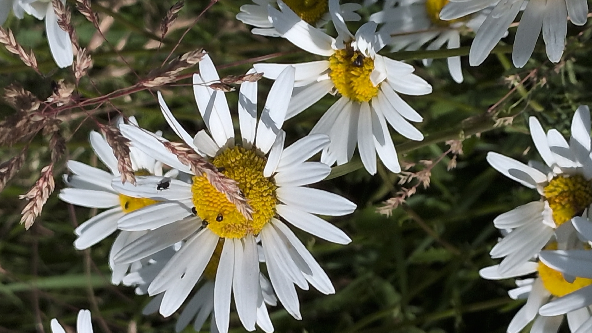 The image shows a close-up of several daisies in a grassy area. The daisies have white petals and yellow centers. Some of the daisies have small, dark insects on them. There are also some dried grass stalks in the background. The image appears to have been taken outdoors on a sunny day, as evidenced by the bright lighting and shadows. There are no people visible in the image. The location of Rastenberg, Germany is not visually identifiable in the provided image.