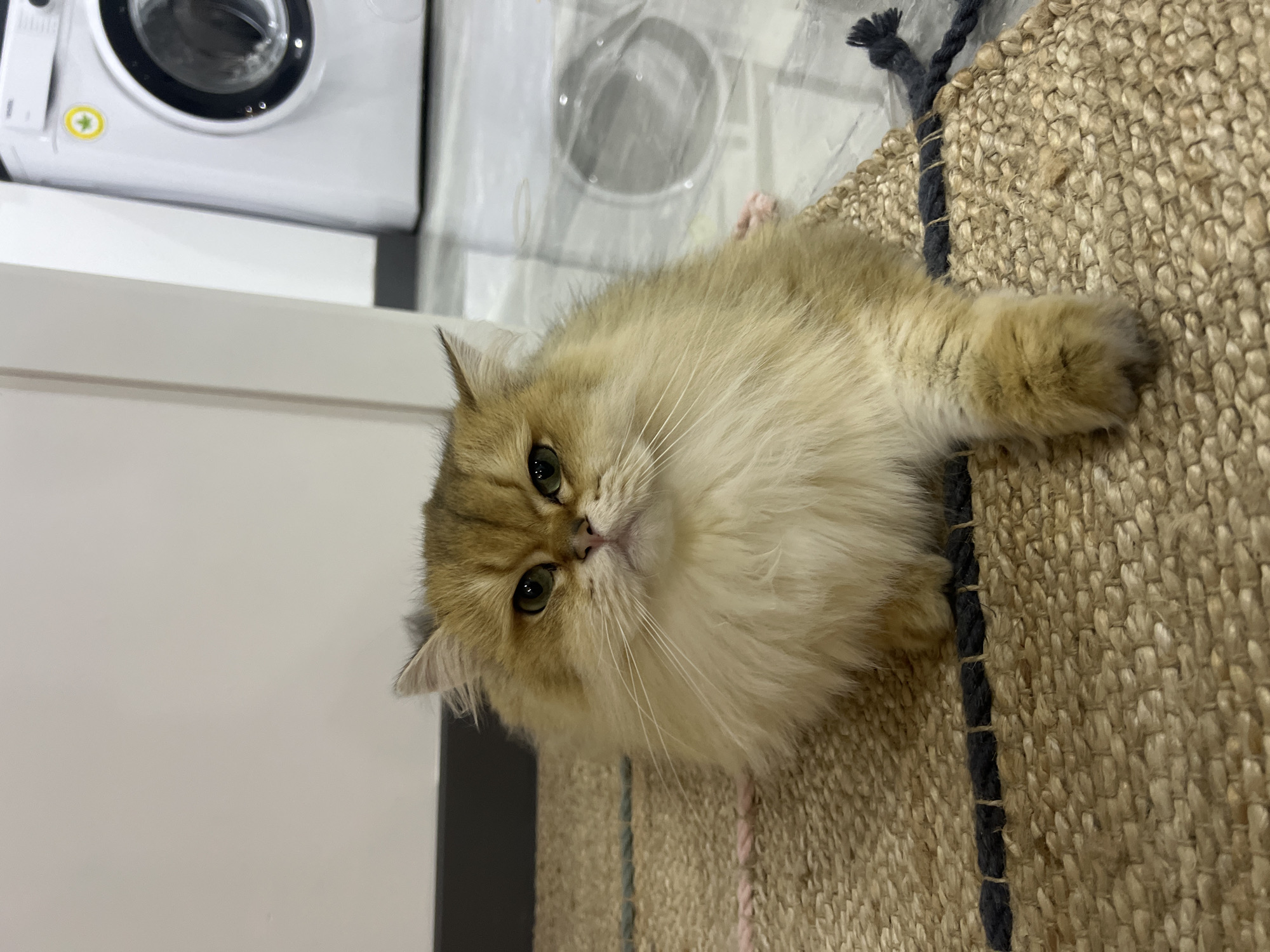 A golden Persian cat sits on a woven rug in front of a white washing machine. The cat is facing the camera, with its green eyes looking directly at the viewer. Its fur is long and fluffy, and its tail is curled around its body. The rug is made of natural fibers and has a striped pattern of blue and pink. The washing machine is white and has a large circular door. The floor is tiled and appears to be made of light-colored stone. The scene is well-lit, with soft shadows cast by the objects. The location is Aksu, Turkey.