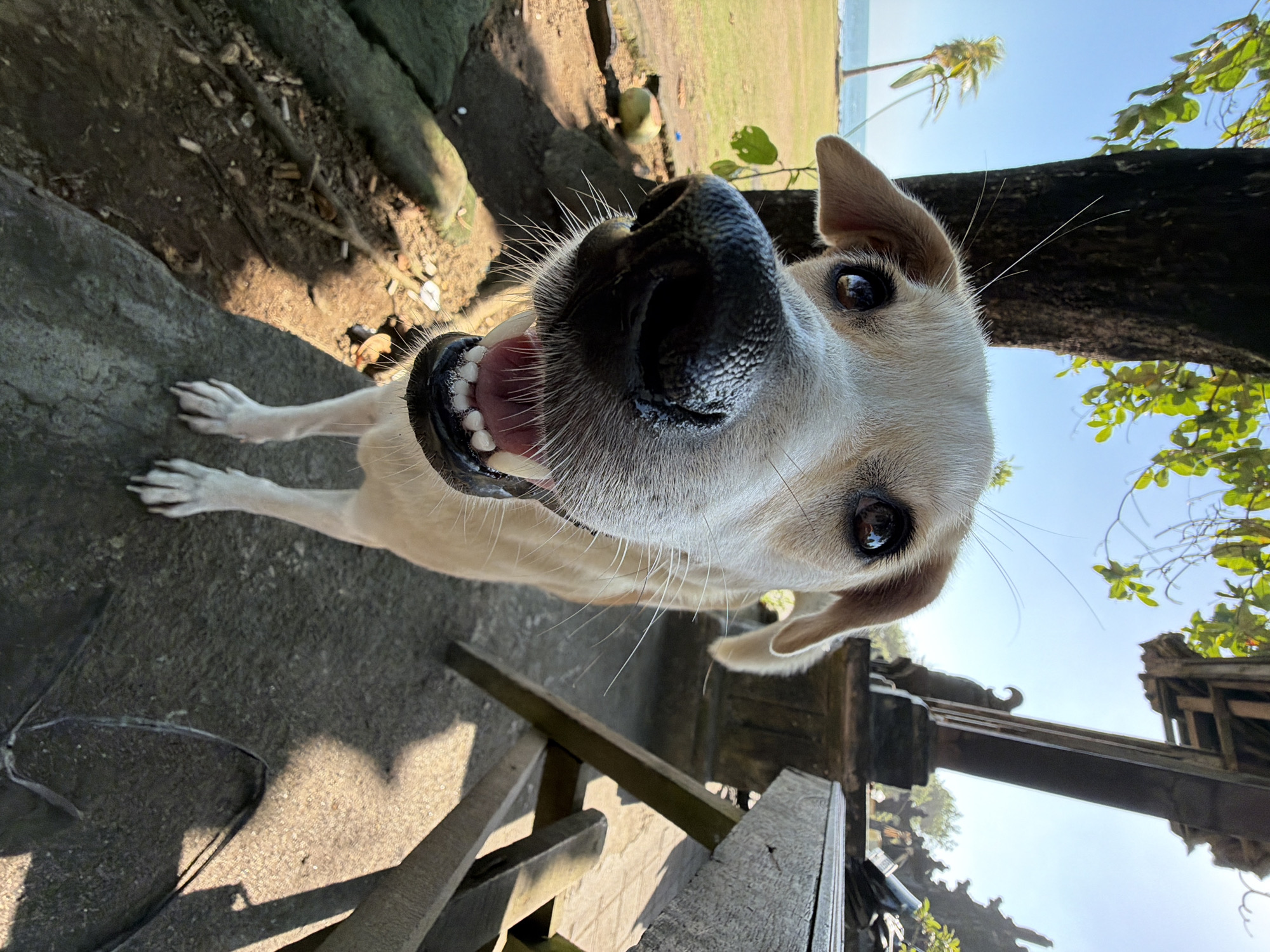 This is a close-up, eye-level, full-body photograph of a light-colored, medium-sized dog standing outdoors in what appears to be a tropical location. The dog is facing the camera with its mouth open, revealing its teeth and tongue, giving the impression of smiling. Its ears are perked, and its eyes are looking directly at the viewer. The dog's fur is short and appears light tan or cream-colored.
The background suggests the dog is in Mengwi, Indonesia, as evidenced by the architectural style of the wooden structure behind it, which resembles a traditional Balinese temple or pavilion. This structure is made of dark wood with a thatched or tiled roof. To the left of the dog, a large tree trunk with green leaves overhead provides shade, with sunlight filtering through. Beyond the tree, a grassy area leads to a beach and the ocean, with a palm tree visible in the distance. The ground beneath the dog is a mix of concrete and dirt with some rocks and debris, including what looks like cigarette butts. To the right of the dog, a rustic wooden table and chair are partially visible. The overall lighting indicates it is a sunny day.
