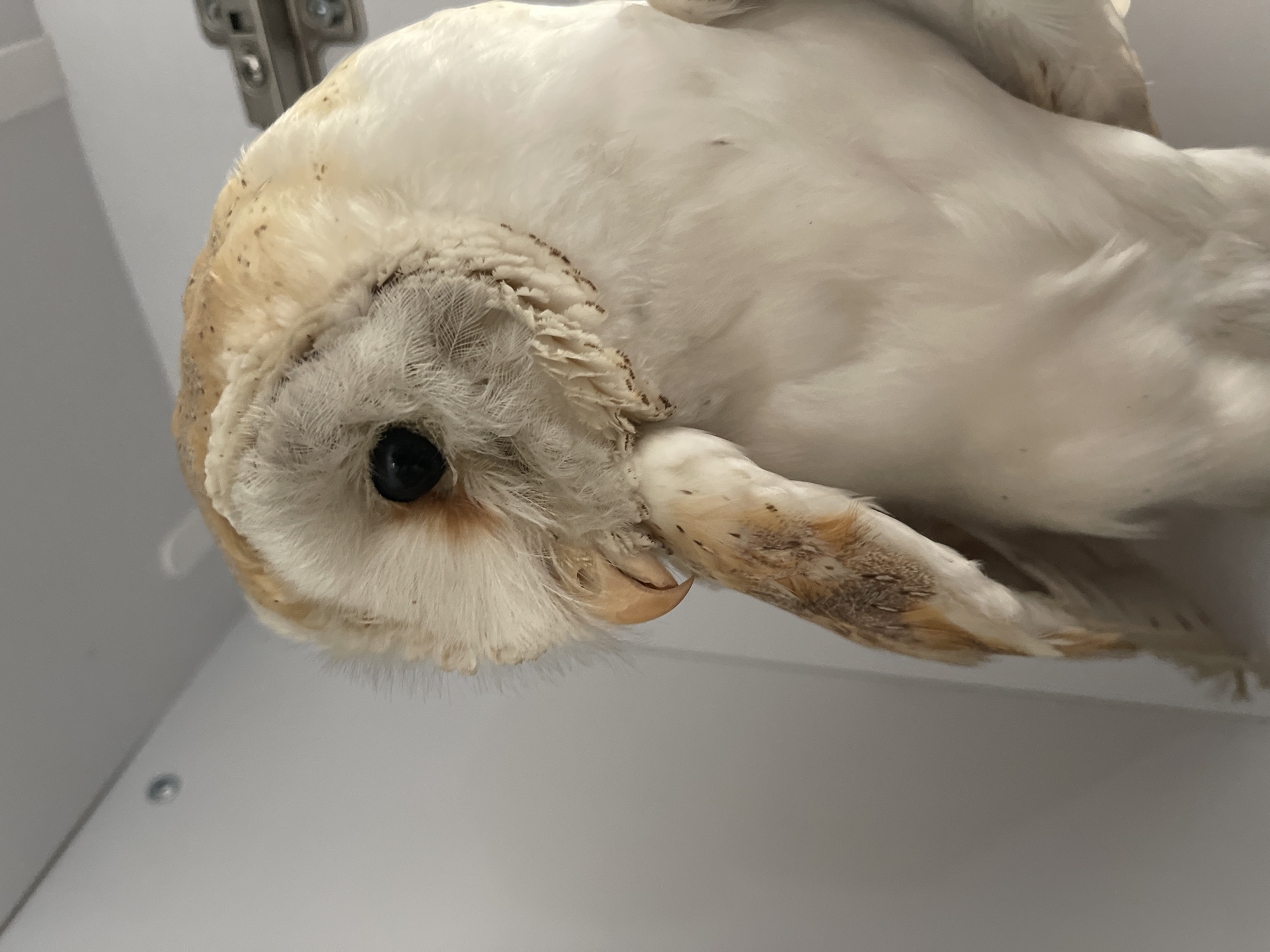 A close-up, eye-level, medium shot features a barn owl in profile, its head tilted downwards. The owl's face is predominantly white, with delicate, feathery fringes around its large, dark eye. Its beak is a light, horn-like color, and its upper wing feathers are a mottled brown and white. The background is a plain, white, indoor environment with a metallic hinge visible on the upper right. The lighting appears to be artificial. The image is a photograph and no specific location within Tel-Aviv, Israel, can be determined from the visual information provided.
