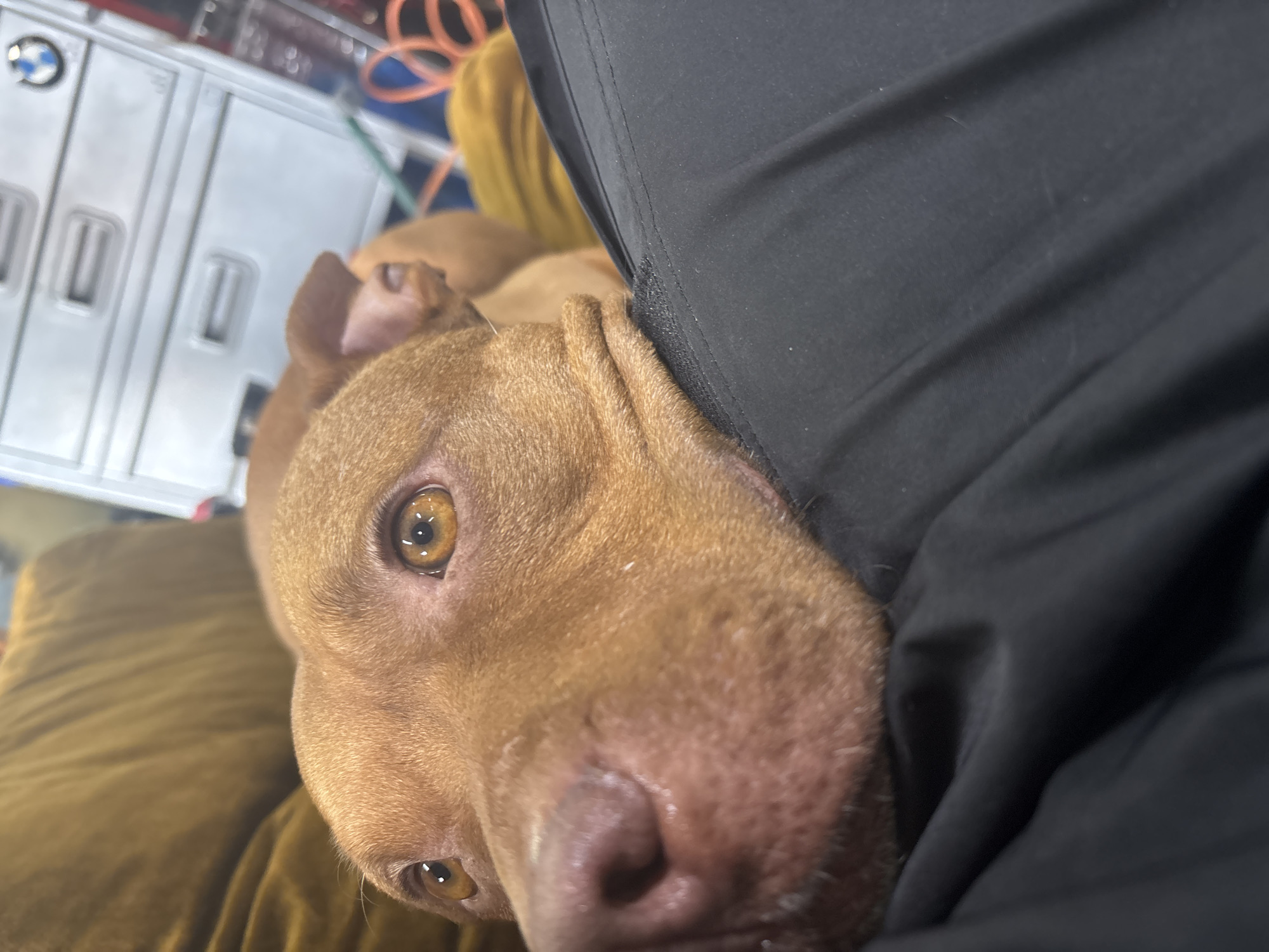A tan-colored Pit Bull-type dog is lying down, its head resting on a gold-colored cushion or pillow. A portion of a person's lap, covered in black fabric, is visible to the right. The dog's eyes are open and looking toward the camera. In the background, partially visible, are items suggesting an indoor setting, including a white cabinet with what appears to be a BMW logo, and orange-colored cable. There is no information to identify this image as taking place in Sofia, Bulgaria.