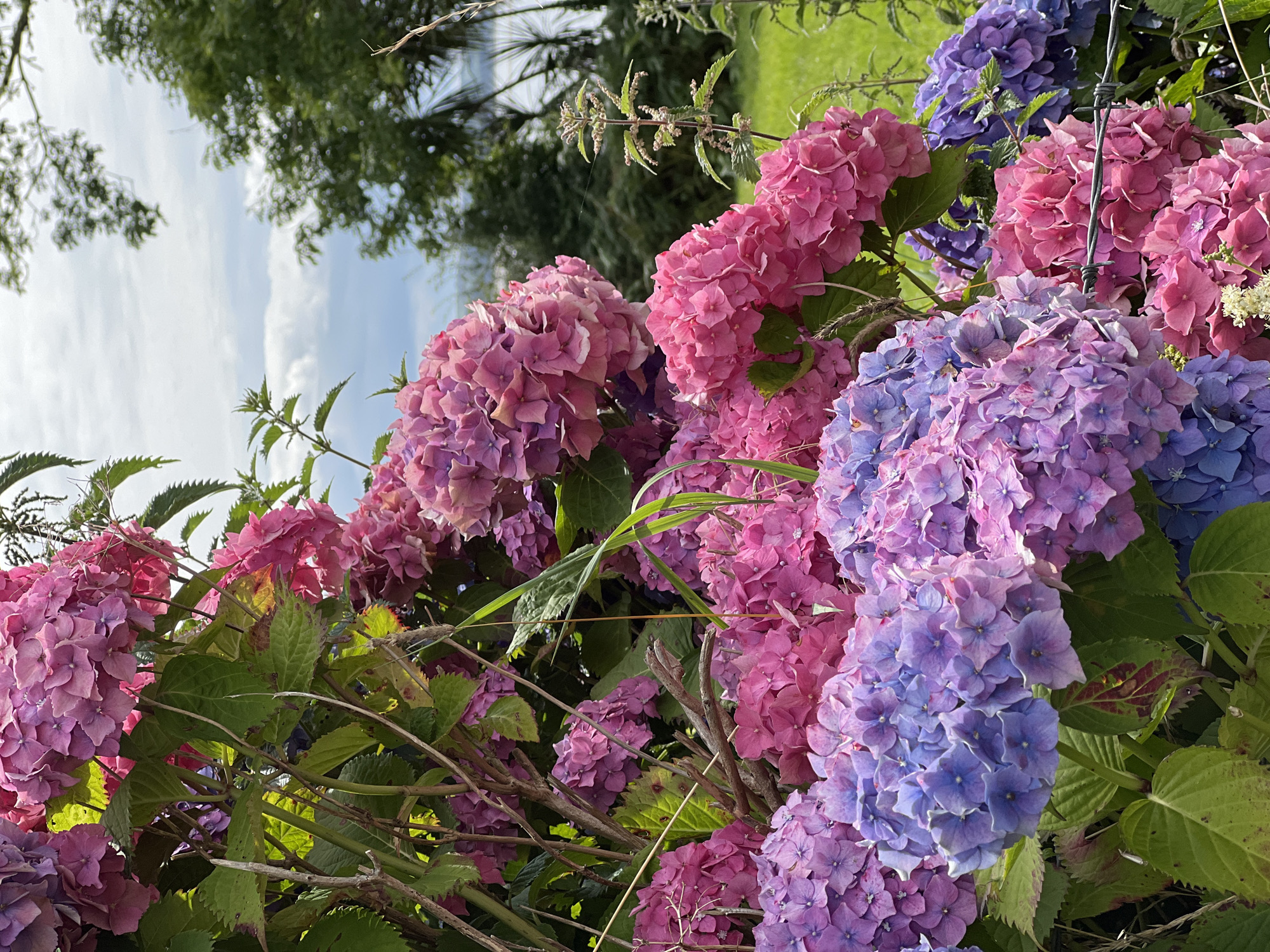 A close-up, eye-level shot captures a vibrant cluster of hydrangeas in bloom, predominantly in shades of pink and purple, with some blue hues present. The flowers are the main subject, filling the foreground and mid-ground. They are lush and dense, with individual florets clearly visible. Interspersed among the flowers are green hydrangea leaves, some showing signs of browning or discoloration. Several thin, dry branches and stalks, possibly from the hydrangeas or surrounding plants, crisscross through the blooms.
In the background, the scene transitions to a slightly out-of-focus natural landscape. A line of dark green trees creates a backdrop, with hints of lighter green grass visible in the lower right portion of the image. Beyond the trees, a body of water, possibly a lake or bay, is visible under a sky with scattered white clouds against a pale blue. The overall setting suggests an outdoor environment, likely a garden or a natural area. The presence of a barbed wire fence in the lower right corner hints at a boundary or enclosure. The photograph is taken in Mountcharles, Ireland, suggesting a rural or semi-rural location with abundant natural beauty. There are no people or animals depicted in the image.
