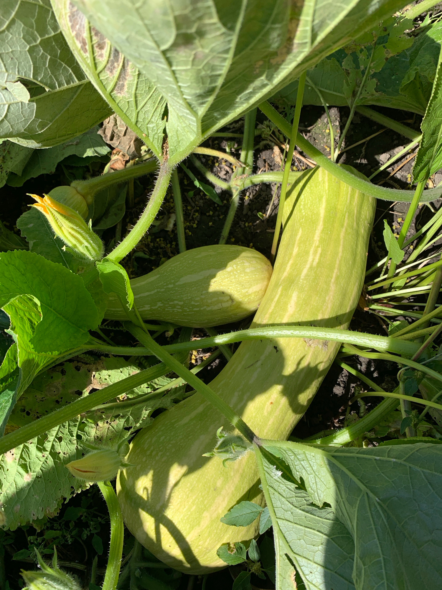The image shows a close-up view of a patch of zucchini plants growing in soil. Two light green zucchinis are prominently featured, with the larger one in the foreground and a smaller one partially visible behind it. One zucchini shows faint yellowish stripes. A zucchini flower bud, partially open and yellow, is visible on the left side of the image. The plants have large, green leaves, some of which appear to be slightly damaged with holes. The ground is dark soil, with some dry leaves and debris visible. The lighting suggests it is daytime, with shadows cast by the leaves and zucchinis. The scene is located in Novostroika, Russia. There are no people or animals in the image.