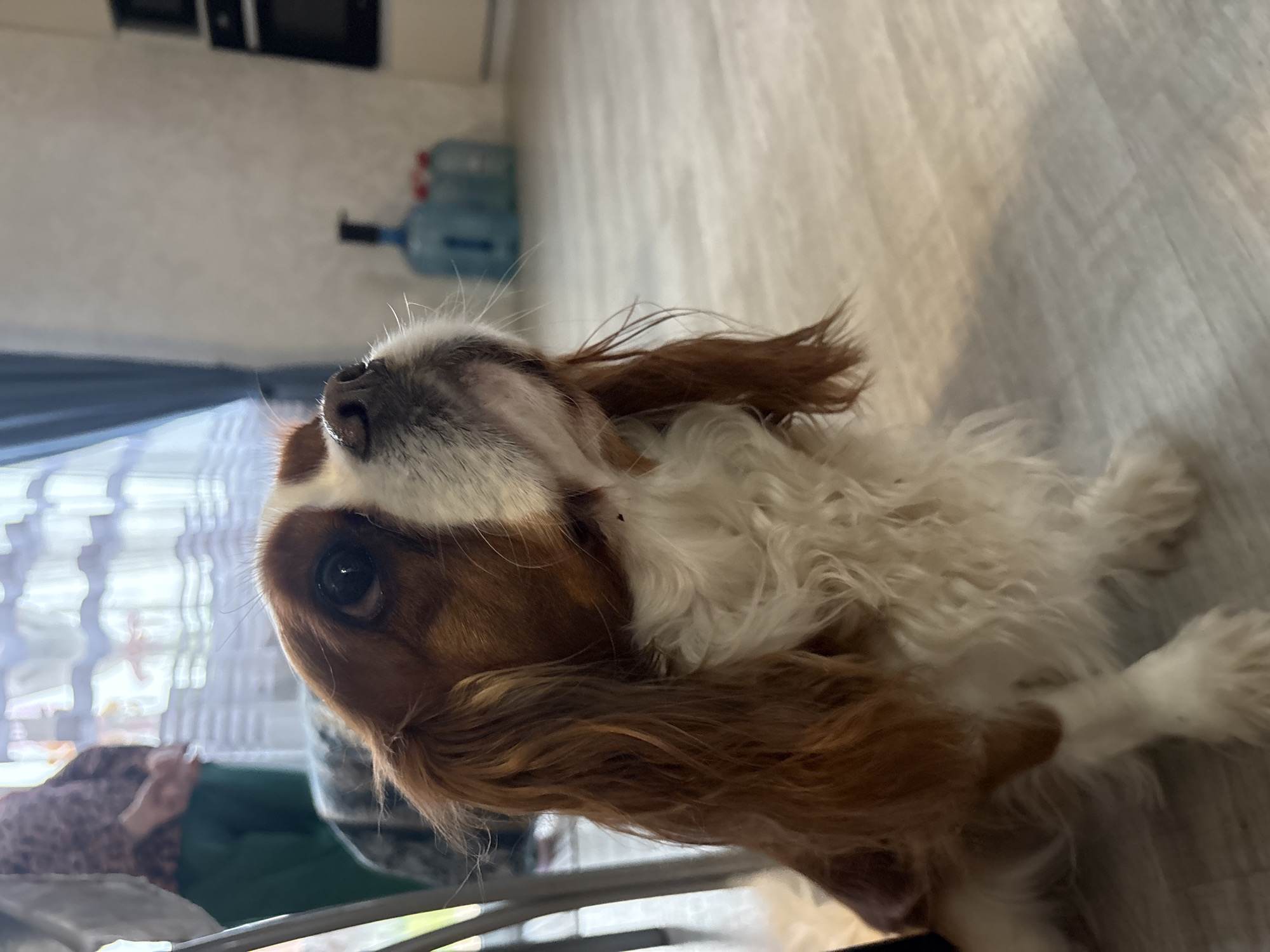 A close-up, rotated portrait shows a Cavalier King Charles Spaniel dog lying on its back. The dog has a brown and white coat. Its head is tilted back, looking upwards. The background shows a light-colored floor, a window with curtains, and partially visible kitchen cabinets. A large water dispenser sits on the counter behind the dog. This image was taken in Прикамский, Russia.