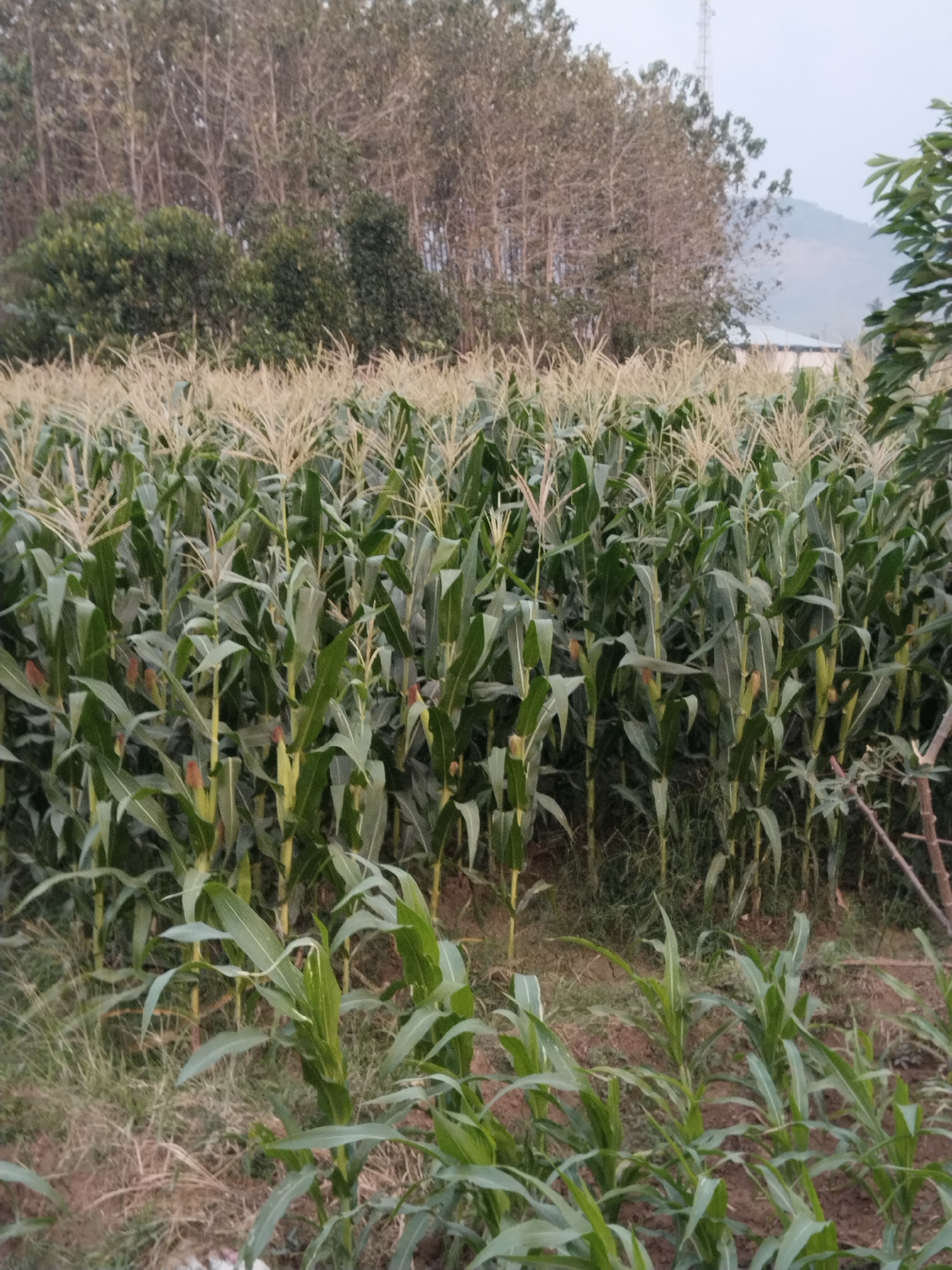 The image depicts a cornfield in Jembayat, Indonesia. The corn stalks are tall and green, with tassels at the top, indicating they are in the flowering stage. Some ears of corn are visible, partially covered by leaves. In the background, there are trees and a distant hill, with a subtle hazy sky. The ground is covered with dry grass and soil. The overall scene suggests a rural agricultural setting. There are no people visible in the image.