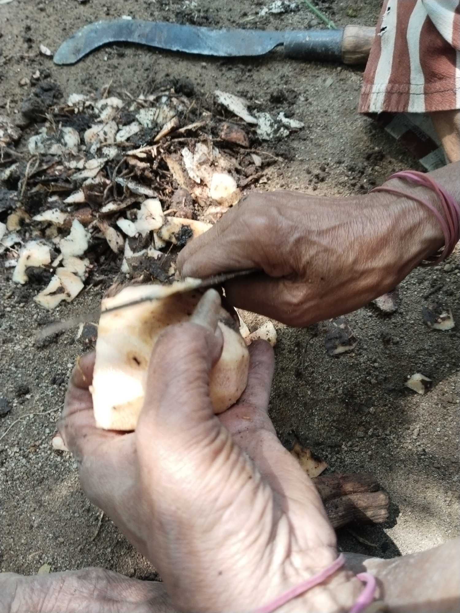 A pair of hands are peeling a white tuber outdoors in Unknown, Unknown. A machete lies nearby on the ground, next to a pile of peelings. The hands hold a knife and are actively peeling the tuber. The ground is made of fine dirt.