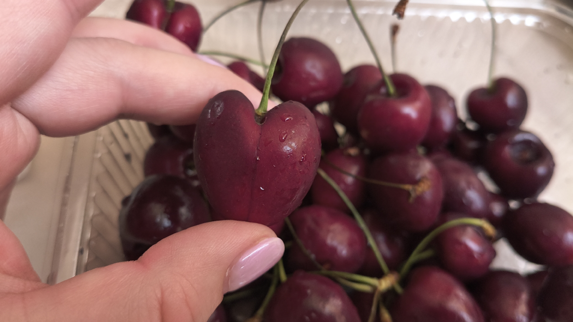 A close-up shot shows a person's hand holding a heart-shaped cherry. The cherry is deep red with water droplets on its surface. In the background, a clear plastic container is filled with more dark red cherries. The image is well-lit, highlighting the texture and color of the fruit. The scene does not provide any specific clues about its location within Ras Al Khaimah, United Arab Emirates.