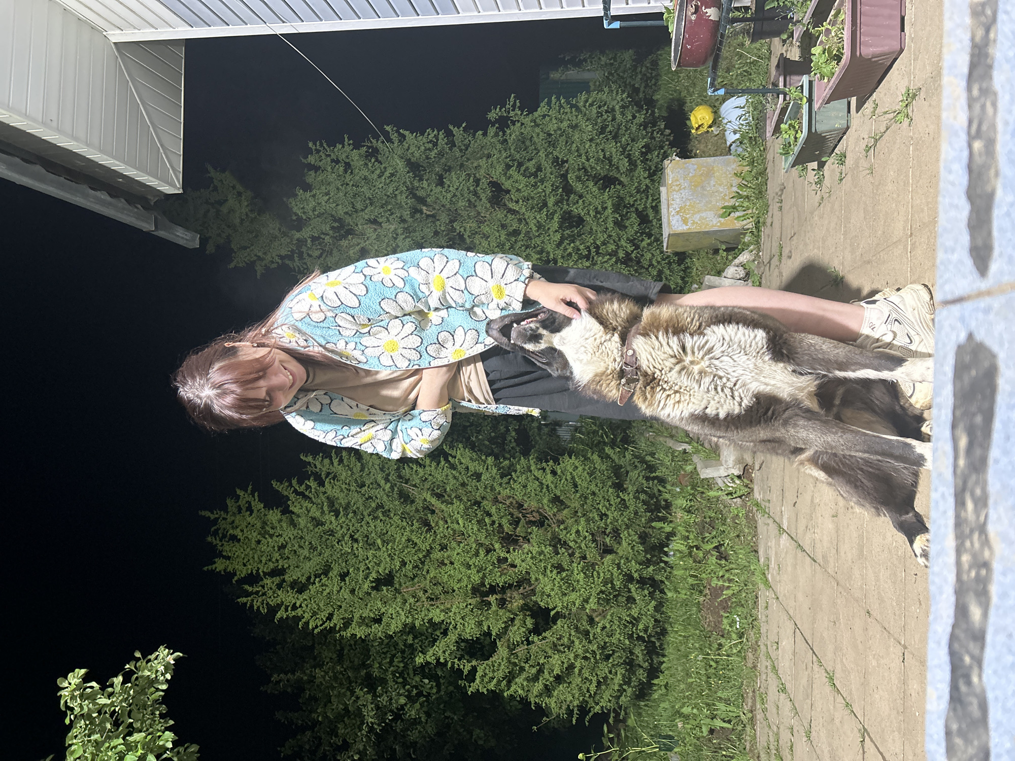 Outside in the evening or at night, a person wearing a light-colored shirt with a pattern of white flowers and tan long sleeves is sitting on the ground next to a large dog. The dog has a brown and grey coat, and the person has their hand on the dog's head. Behind the person and the dog is a large green bush. To the left of the person is a portion of a building. To the right of the person and the dog are potted plants, and the ground is paved with large stones or concrete slabs. The location is possibly in Фоки, Russia.