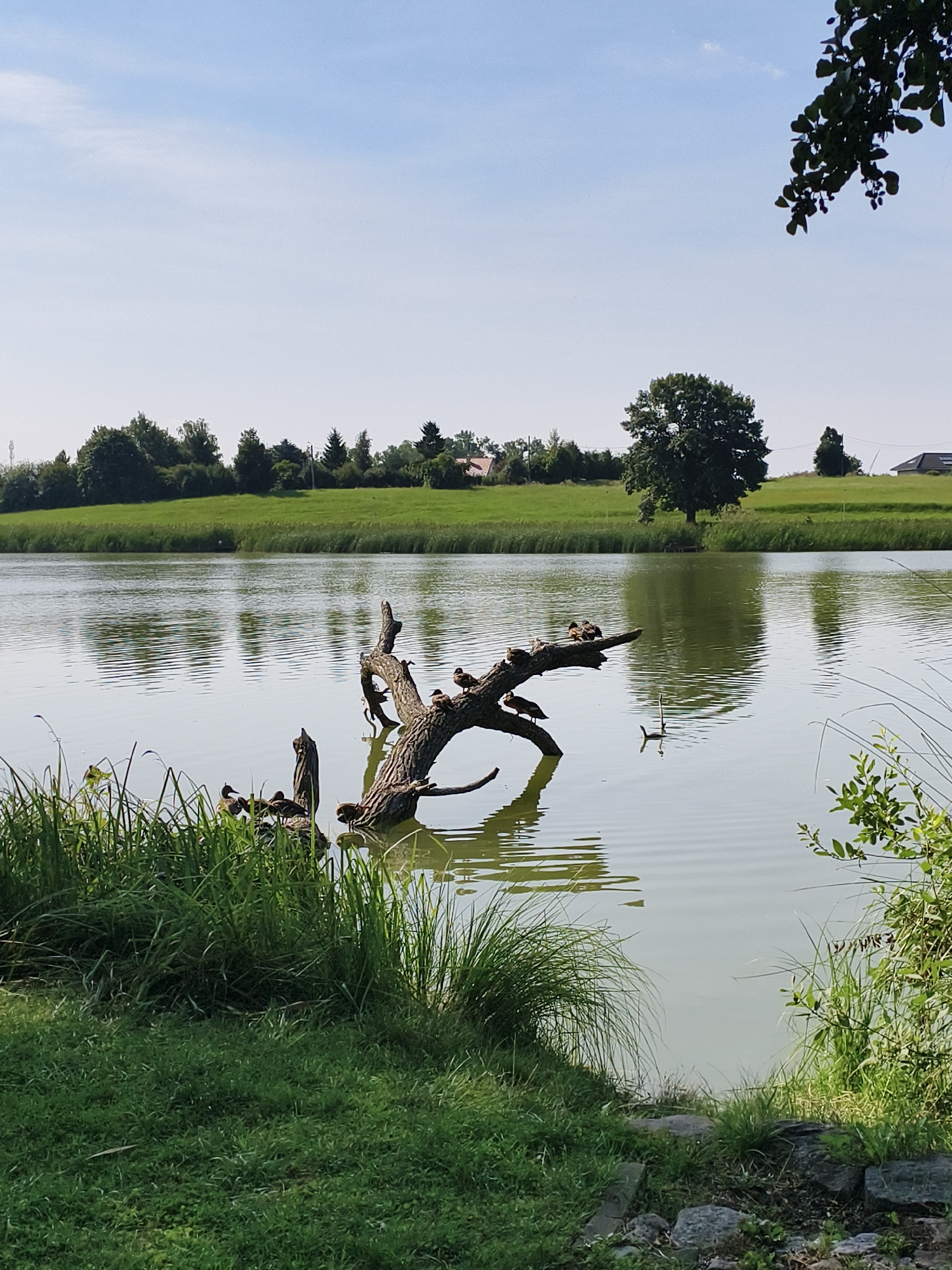 The image depicts a tranquil scene of a lake in Sztum, Poland, on a clear, sunny day. In the foreground, lush green grass and rocks line the bank. The lake's surface is calm, reflecting the clear blue sky and the verdant landscape beyond. A prominent feature of the scene is a weathered tree trunk submerged in the water, serving as a perch for a group of ducks. Several ducks are visible on and around the trunk, some resting and others seemingly observing their surroundings. The background features a gently rolling green hill dotted with trees and a few scattered houses, suggesting a rural or semi-rural setting within Sztum. The overall impression is one of peaceful natural beauty.