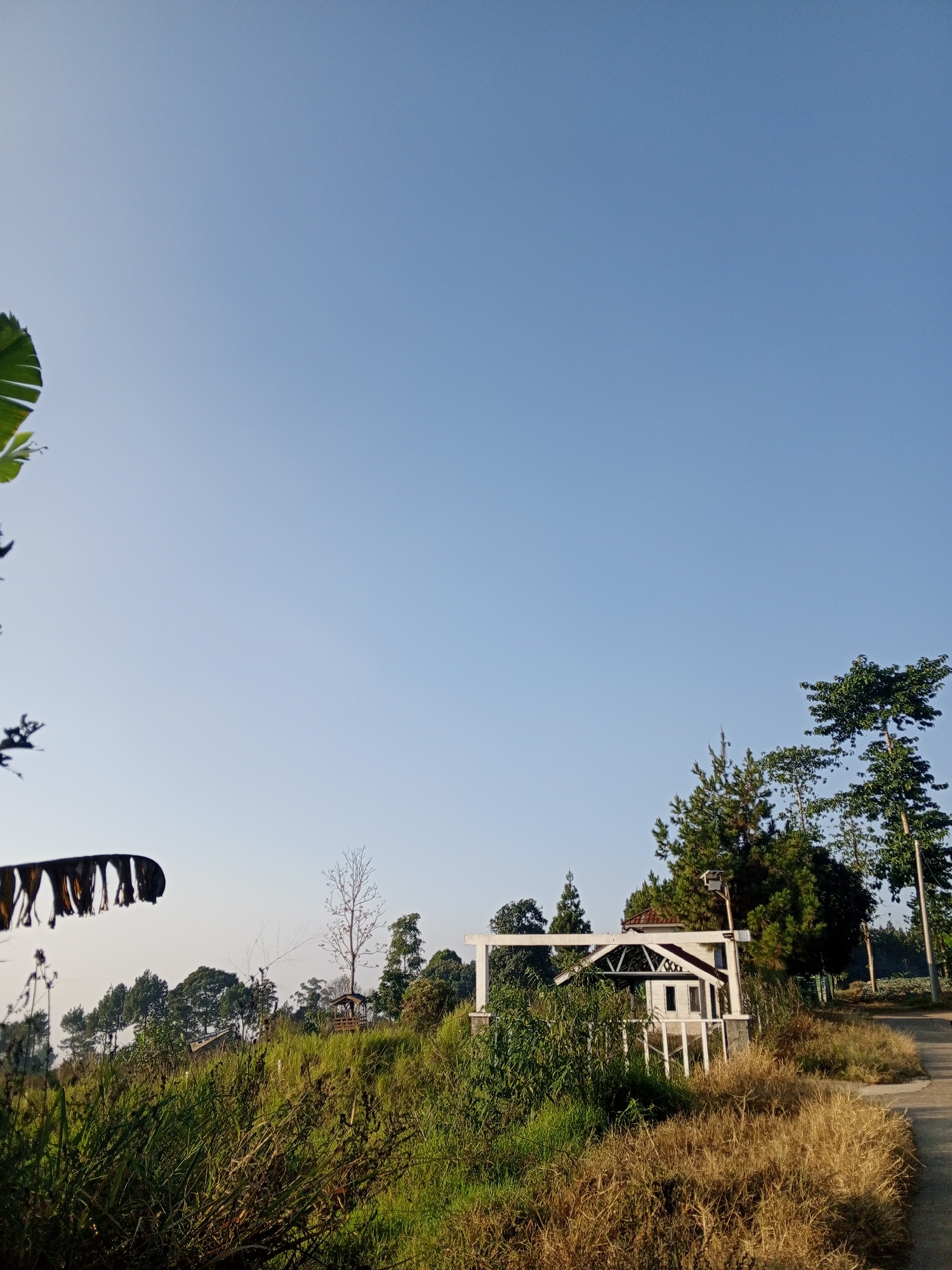 The image captures a bright, clear day with a vast expanse of pale blue sky dominating the upper portion. In the foreground, lush green grass and dry, golden vegetation cover a gentle slope. To the left, a large, dark green leaf, possibly from a banana plant, is partially visible, adding a touch of the tropics.
Further into the scene, a small, white, gazebo-like structure stands prominently on the hillside, its roof accented with reddish-brown tiles. The structure features open sides with decorative white railings. Behind it, various trees of different species and heights create a natural backdrop, with some appearing as dense green foliage and others as more slender, pine-like evergreens. A lone, bare tree with thin branches stands out against the greenery.
A paved road or path curves along the right side of the image, leading away from the viewer and disappearing into the distance. The overall impression is one of a serene, natural landscape, likely in a rural or semi-rural setting. There are no people or animals visible in the frame. The lighting suggests it is likely morning or late afternoon, given the soft light and long shadows that are not explicitly visible but implied by the overall brightness. The location is not Pelwehera, Sri Lanka, as there are no distinct landmarks or geographical features indicative of that region.