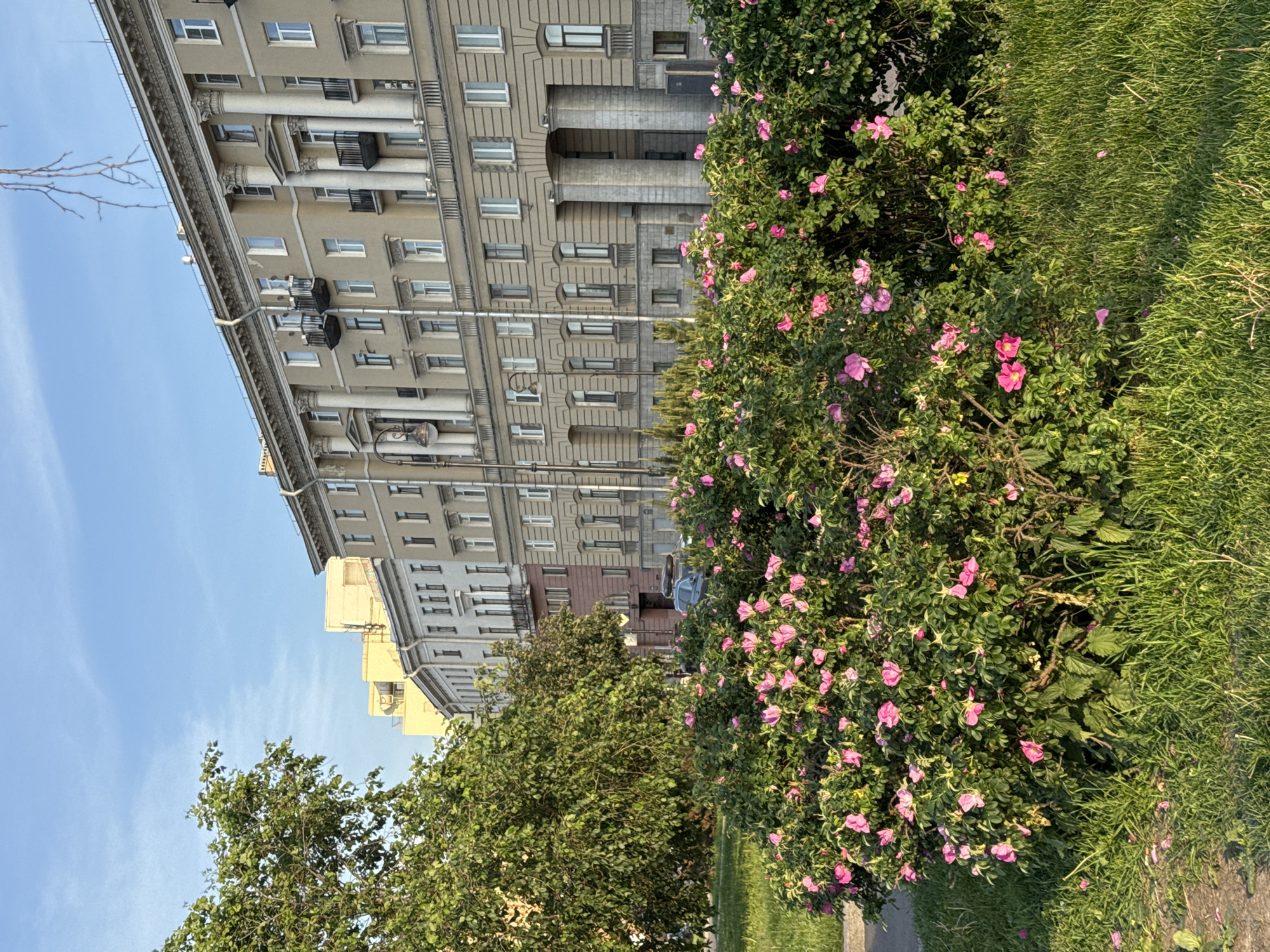 The image depicts a street scene in Saint Petersburg, Russia, bathed in the warm light of what appears to be late afternoon or early evening. In the foreground, a large, lush bush laden with bright pink wild rose flowers dominates the lower half of the frame. The bush is set against a backdrop of vibrant green grass. Behind the floral display, a row of multi-story apartment buildings with classical architectural features, including columns and balconies, stretches across the mid-ground. The buildings are a muted beige or light yellow color. To the left, a large, leafy green tree partially obscures the view of the buildings. The sky above is a clear, soft blue. A street lamp stands near the left side of the buildings, and a car is partially visible behind the rose bush. The overall atmosphere is one of urban tranquility and natural beauty.