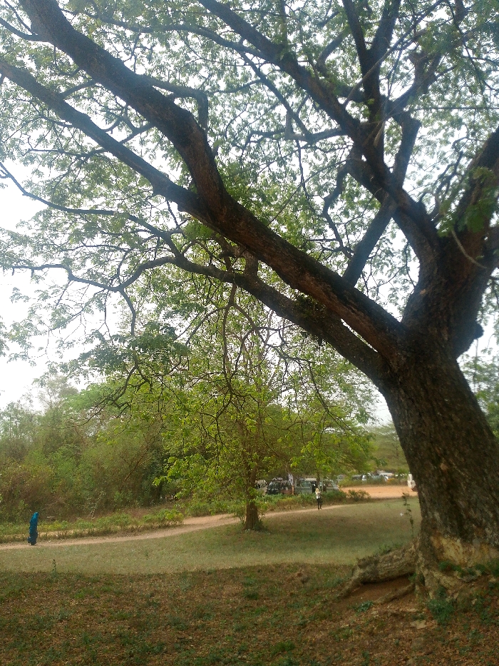 This image depicts an outdoor environment in Alabata, Nigeria, under a bright, likely overcast sky. A large tree with a thick, textured trunk and a broad canopy of light green leaves dominates the right foreground and extends into the upper frame. The ground in the foreground and mid-ground consists of sparse, dry grass interspersed with patches of exposed dirt and fallen leaves.
A dirt path curves through the left mid-ground. To the left of this path, dense green foliage and smaller trees create a natural barrier. One individual, dressed in a blue garment, is observed walking away from the viewer along this dirt path in the left mid-ground. Further in the mid-ground, towards the right, a second individual wearing light-colored clothing stands on a cleared dirt area. Behind this area, several light-colored vehicles, consistent with vans or SUVs, are parked on an unpaved lot. The background consists of distant, lighter green trees against the bright sky, indicating an expansive natural or semi-developed area.