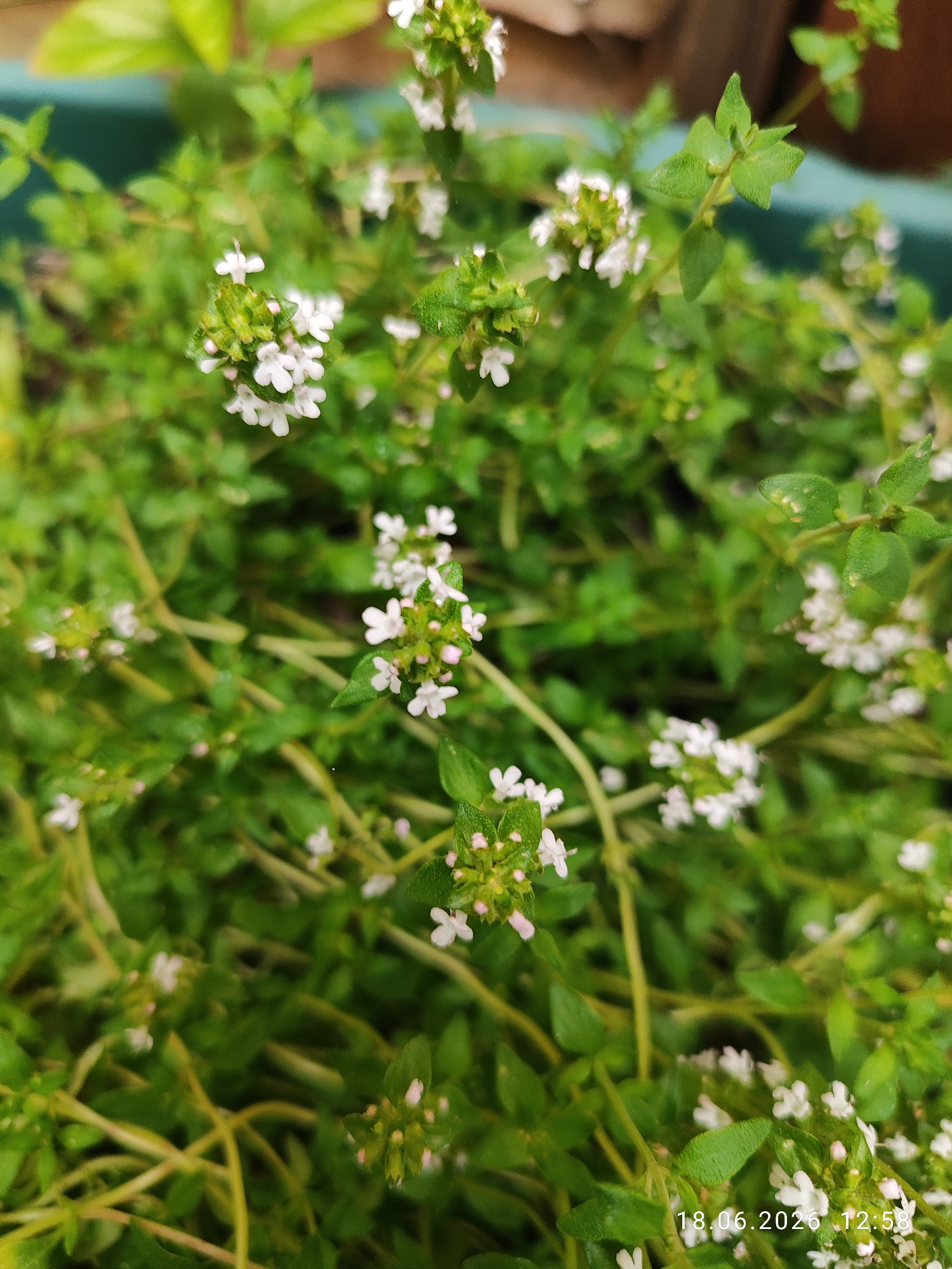 The image is a close-up, slightly blurred, overhead shot of a patch of blooming thyme plants. The thyme has small, delicate white flowers clustered at the tips of its green stems, which are interlaced. The leaves are small and oval-shaped. The overall color palette is dominated by various shades of green and white, with some hints of pink in the flower buds. The background is out of focus, showing hints of a green container and some blurred brown elements, likely indicating the plant is in a pot. A timestamp, "18.06.2026 12:58", is visible in the bottom right corner. The image does not contain any people, actions, or interactions. The setting appears to be a garden or patio. There is no information within the image to indicate a specific location in the city of Northampton, United Kingdom.