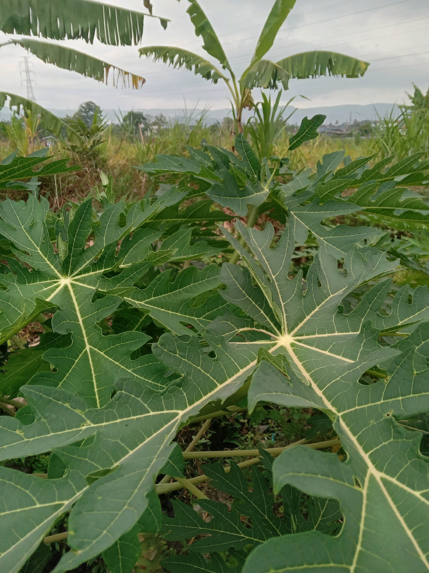 This is a close-up, eye-level, outdoor, full-frame photograph of papaya leaves in Banguntapan, Indonesia. The leaves are a vibrant green with prominent yellow veins, and they are the primary focus of the image. In the background, blurred banana leaves hang downwards, and beyond that, a field of grass and trees is visible under an overcast sky. A distant power line tower can be seen in the upper left portion of the image. The image is taken from a medium distance, allowing for clear detail of the leaf textures.