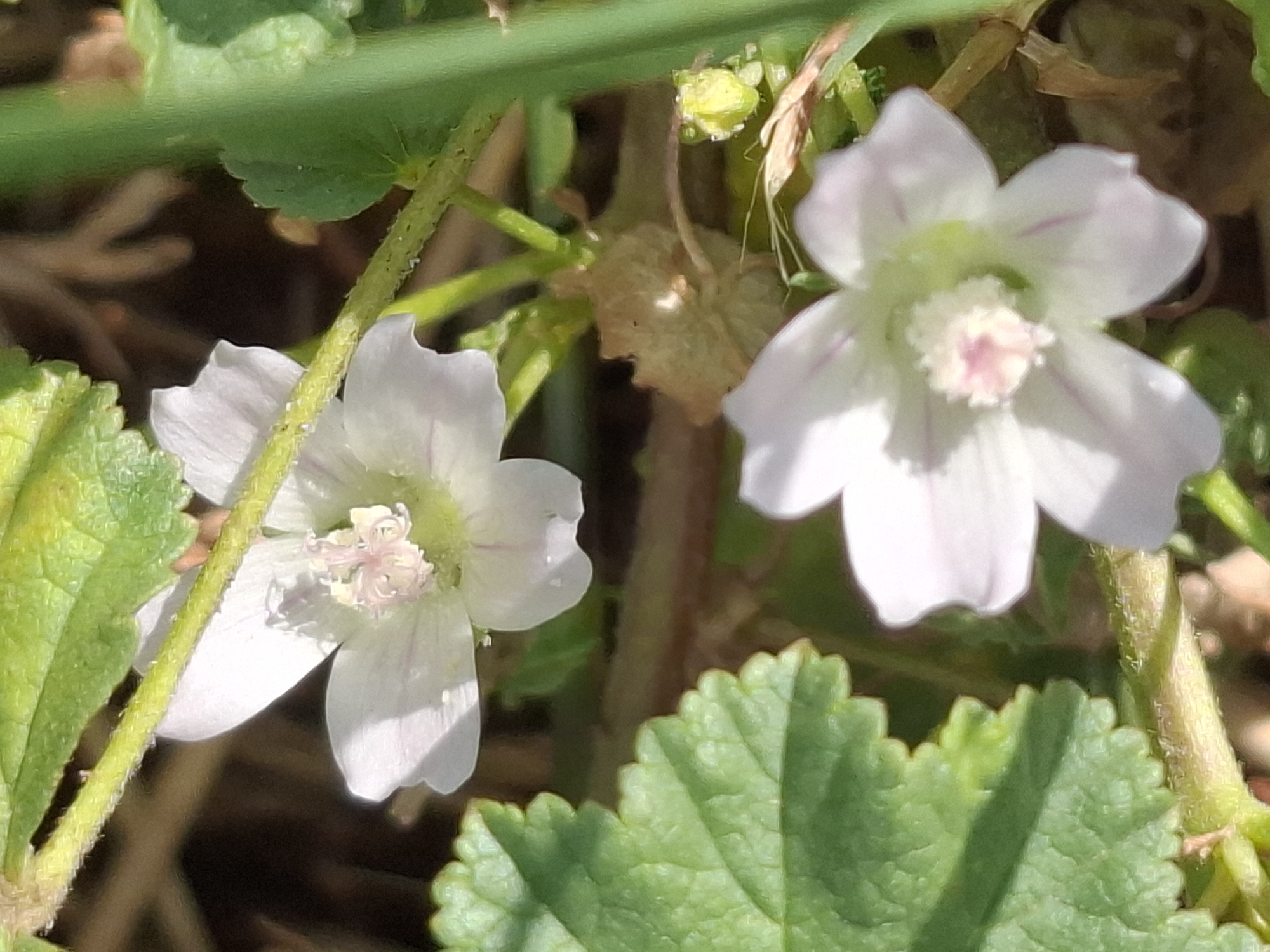 The image shows two white flowers with pink markings on their petals, set against a background of green leaves and brown earth. The flowers appear to be wild, with delicate petals and prominent stamens. The lighting suggests it is daytime, with sunlight casting shadows. There is no indication of people or any urban environment, making it unlikely this image was taken in the city of Almaty, Kazakhstan. The scene is natural and focuses on the botanical details of the plants.