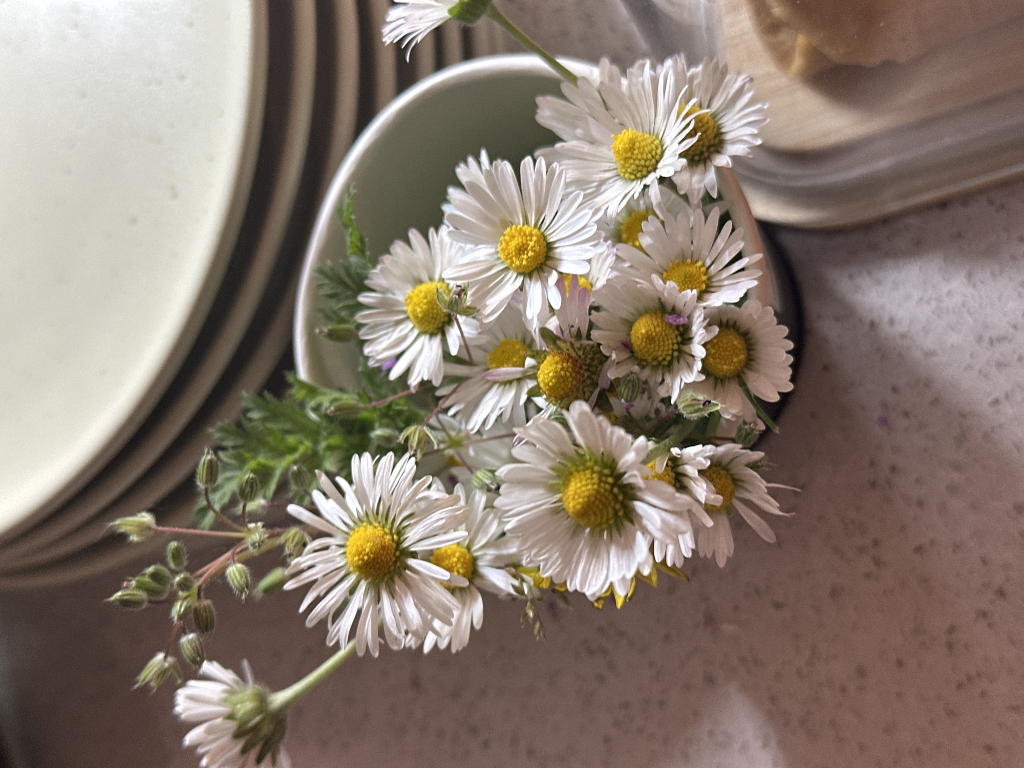 A close-up, high-angle shot captures a small bouquet of common daisies (Bellis perennis) and green foliage arranged in a light green, possibly ceramic, cup. The daisies are characterized by their bright white petals and distinct yellow centers, with several flowers in various stages of bloom and some closed buds visible on the stems. The cup rests on a speckled light brown or beige countertop, indicating an indoor setting, likely a kitchen or dining area in Novi Sad, Serbia.
In the blurred background to the left, a stack of light-colored plates with darker rims is visible, creating a textured backdrop. To the upper right, a soft, blurry shape, possibly a piece of bread or pastry, can be discerned on another light-colored plate. The overall lighting is soft and natural, suggesting it is daytime. The image conveys a simple, natural aesthetic, bringing elements of the outdoors into a domestic space. There is no visible text or identifiable human activity other than the placement of the flowers.