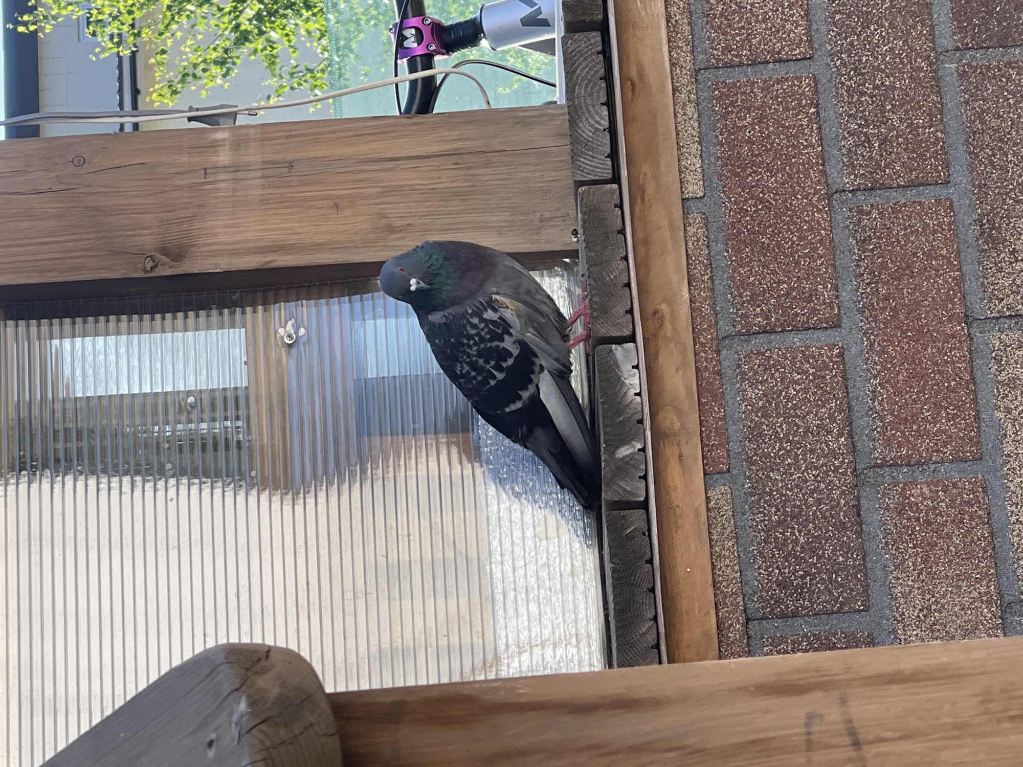 A pigeon is perched on a wooden structure next to a brick wall. The structure appears to be part of an outdoor enclosure or awning. The pigeon is gray and black with iridescent feathers around its neck. The background includes some greenery and a building in the distance. The location is Мосметаллоконструкция Онт, Russia.