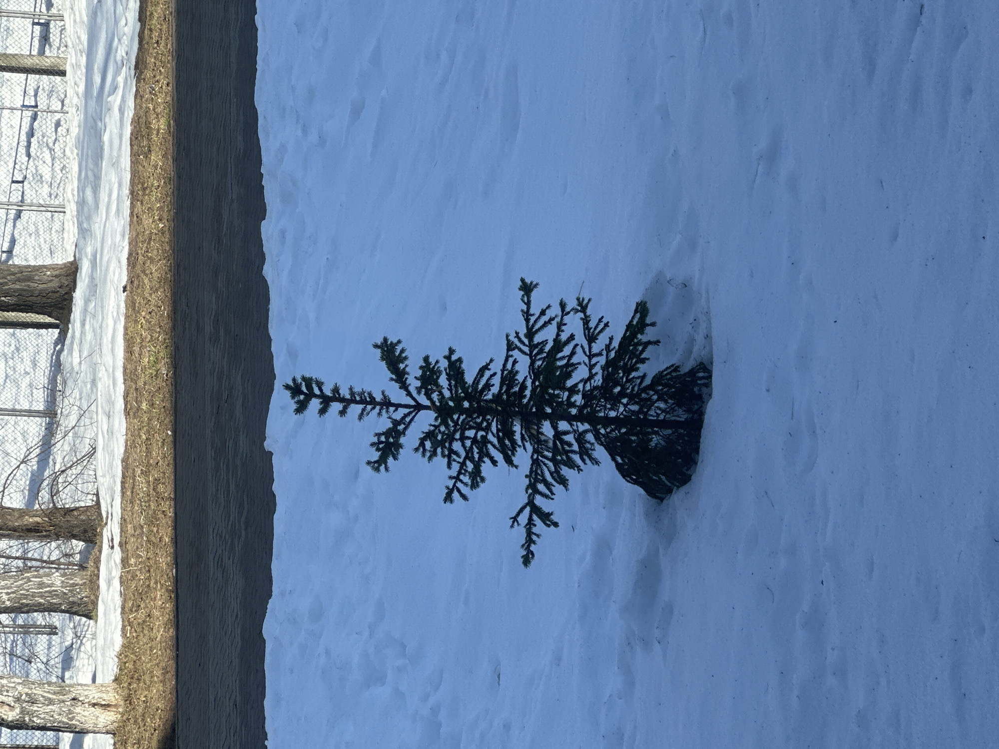 The image captures a small coniferous tree partially submerged in a blanket of snow. A brown berm and fence line the edge of the snowy area. The location is presumed to be Chaikovsky, Russia. There are no people visible in the image. The image portrays a winter scene.