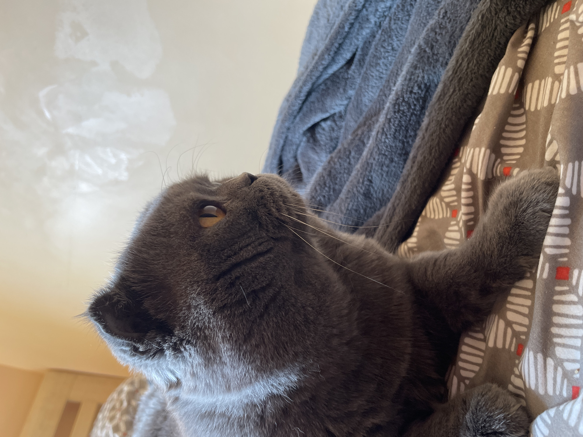 A gray Scottish Fold cat lies on a patterned gray and white blanket with a gray fluffy fabric behind it. The cat is looking up and to the left with one eye visible. The background is a light beige color.