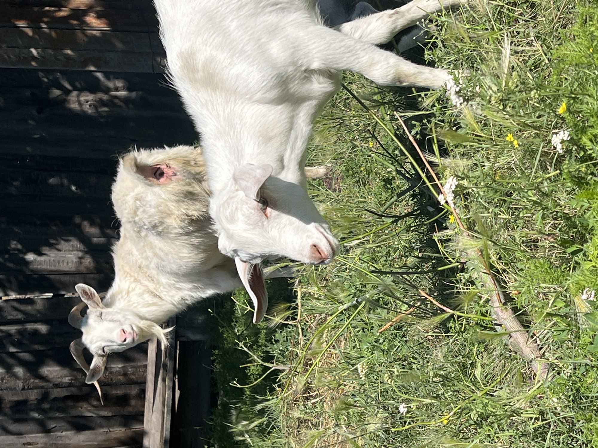 In the city of Pivkino, Russia, two white goats stand in a grassy area in front of a wooden fence. The goat in the foreground is facing right and appears to be a kid, with its head turned towards the camera. The goat in the background is larger, facing left, with its eyes closed and a light-colored beard. The fence behind them is made of weathered wooden planks and is partially in shadow, with sunlight filtering through the trees above, casting dappled patterns on the ground. The grass is green and overgrown with some wildflowers and dry branches scattered throughout. The overall scene is pastoral and appears to be a warm, sunny day.