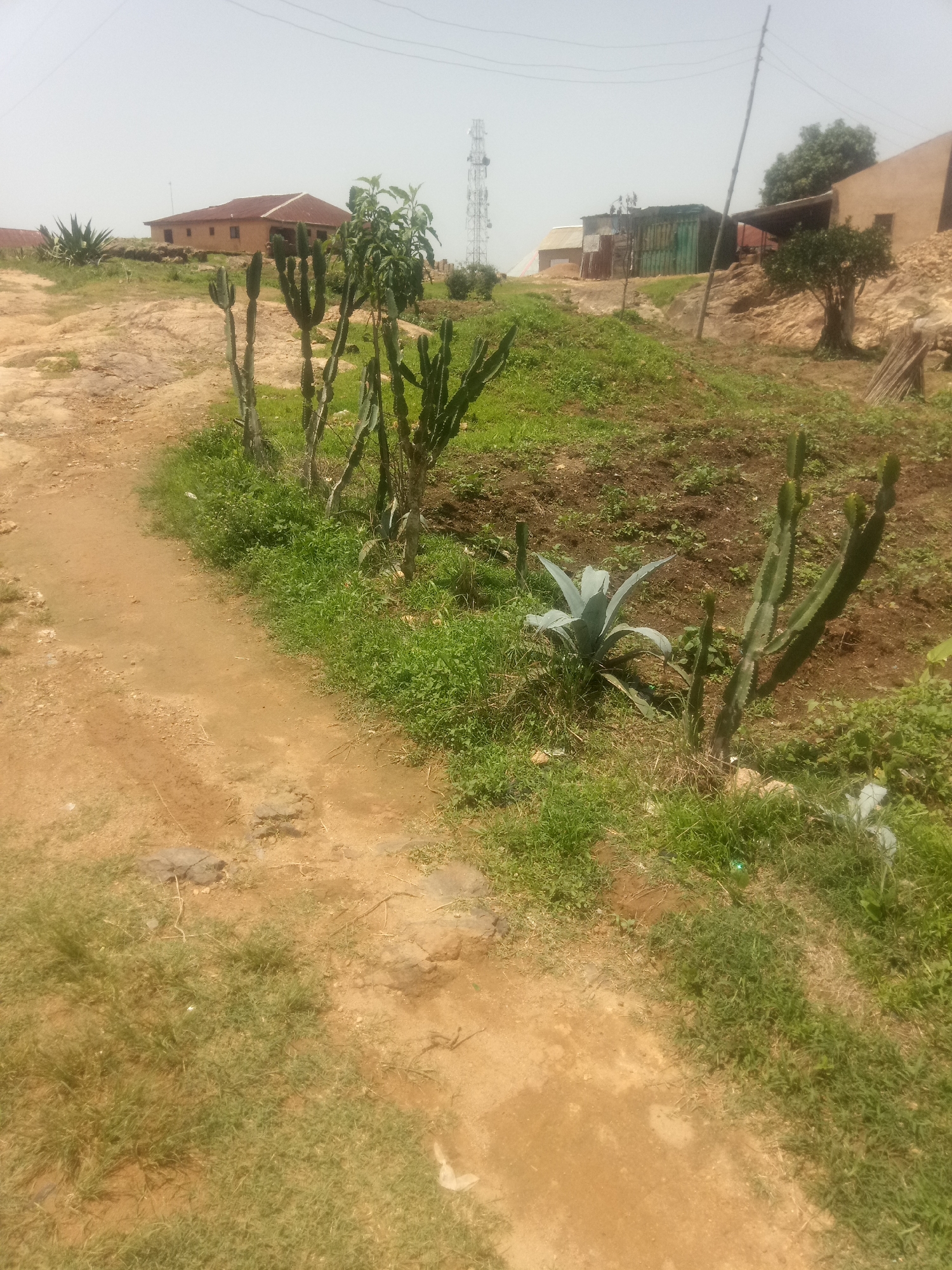 The image depicts an outdoor scene with a dirt path winding through a grassy area. Several tall, columnar cacti are planted along the edge of the path, forming a natural fence. In the background, there are buildings, including a house with a red roof, and a cell tower. The landscape appears somewhat rural or underdeveloped, with patches of tilled earth and scattered vegetation. The sky is overcast, suggesting a hazy or cloudy day. The overall impression is one of a natural setting integrated with human structures. There is no visible text in the image.