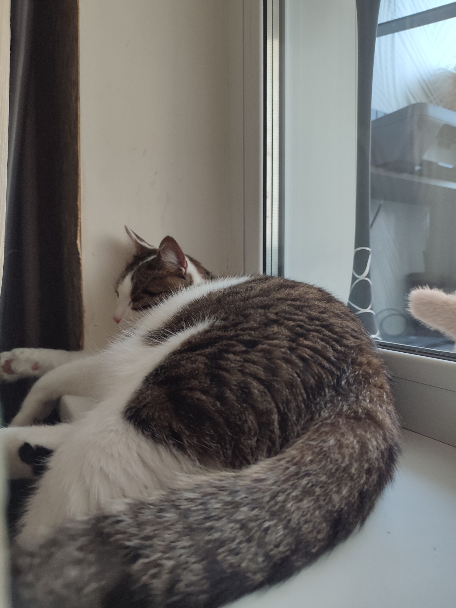 A brown and white cat is curled up asleep on a windowsill. The cat is mostly obscured, with its head turned away from the camera and its body forming a rounded shape. The cat's fur is a mix of brown tabby patterns and white markings. One of its front paws is visible, resting on the windowsill.
The windowsill is white and appears to be made of plastic. To the left of the cat, a dark brown curtain hangs, partially obscuring a wall. To the right of the cat, a window is visible. The window has a black frame and panes. Through the window, a blurred interior scene is visible, including what appears to be a light-colored object with a dark pattern, possibly a lamp or a piece of furniture. Outside the window, a light, possibly from the sky, is visible.
The image was taken indoors, likely in a residential setting. There is no information about the specific location in Voronezh, Russia. The lighting suggests it is daytime, with natural light coming through the window. The overall scene is calm and peaceful, depicting a sleeping cat in a comfortable environment.