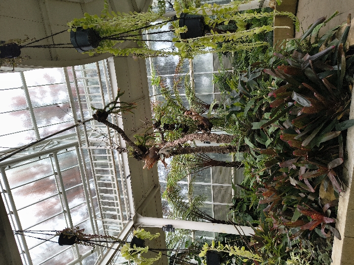 This image presents the interior of a lush greenhouse or conservatory, filled with a diverse collection of tropical and subtropical plants. The scene is brightly lit by natural light filtering through the glass roof and walls of the structure, suggesting it is daytime.
The main subjects are the numerous plants. Hanging baskets with light green, trailing foliage are suspended from the overhead framework. Below, a dense array of plants covers the ground and fills planter beds. Prominent among these are several bromeliads with striking red and green leaves. Various ferns and other broad-leaved plants contribute to the verdant undergrowth. Taller, tree-like plants with fibrous trunks, possibly tree ferns or palms, rise through the center of the frame, some hosting smaller epiphytic plants on their branches.
The setting is characterized by the architectural elements of the greenhouse: a sturdy white or light-colored metal framework supports the extensive glass panels that form the roof and visible walls. These panels show some patterns, possibly from condensation or reflections, hinting at the humid environment maintained for the plants.
No people are visible, and there is no specific activity taking place; the image captures a static display of botanical beauty. The overall atmosphere is one of tranquility and natural abundance. No discernible text is visible within the image. Given the context, this vibrant display of plants is located in Cimacan, Indonesia.