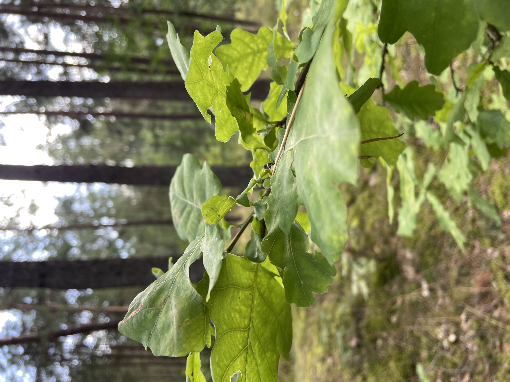 In the city of Luzhki, Russia, the image captures a close-up view of green oak leaves in a forest. The leaves are in sharp focus in the foreground, revealing their lobed shapes and veined surfaces. Behind the leaves, the background is blurred, showing the trunks of pine trees and the dappled light filtering through their canopy. The forest floor is visible in the distance, covered in moss and undergrowth. The scene suggests a natural, wooded environment, typical of a forest setting in Luzhki.