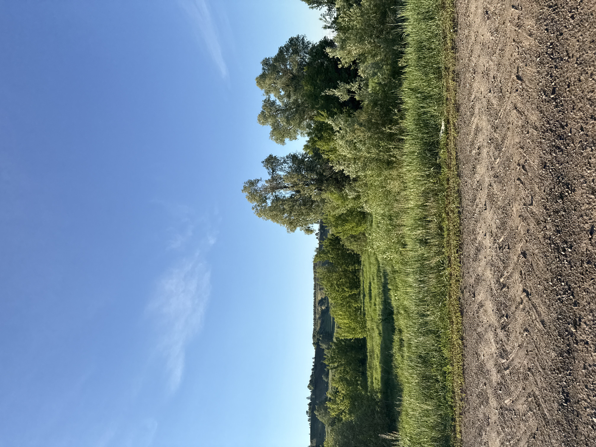 The image shows a dirt road in Мазунино, Russia, with tire tracks visible in the dirt. Green grass and trees line the side of the road. The sky is blue with a few wispy clouds. There are no people visible.