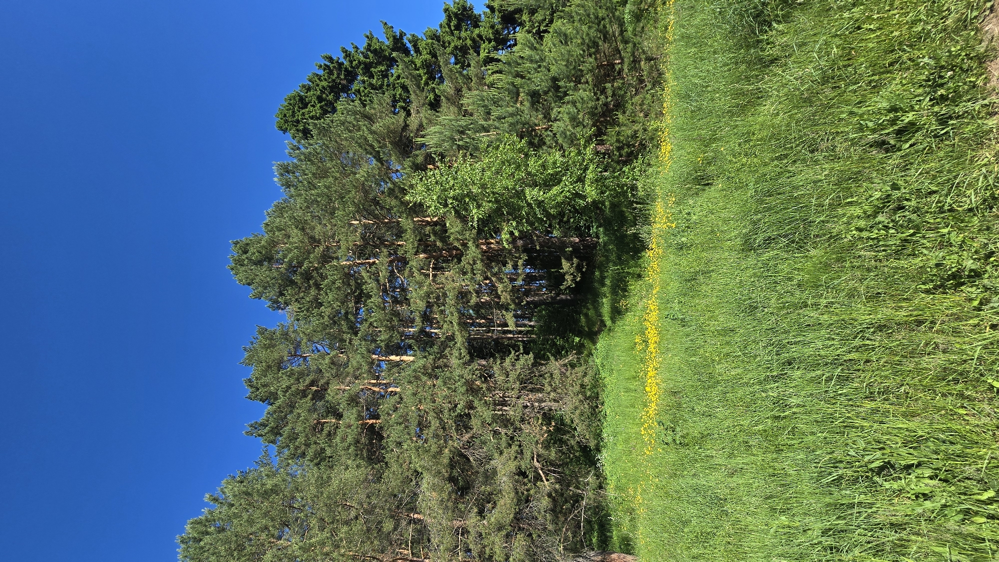 A vertical, eye-level, full shot captures a forest edge with a meadow in the foreground under a clear blue sky. The forest is composed of numerous mature pine trees, their needles a deep green, with a few deciduous trees mixed in. The lower portion of the trees is visible, showcasing their rough, textured bark. A bright green meadow, filled with tall grass and scattered yellow wildflowers, stretches across the bottom of the frame. The meadow appears to be on a slight incline, leading up to the dense treeline. The overall impression is one of a natural, serene landscape on a sunny day.