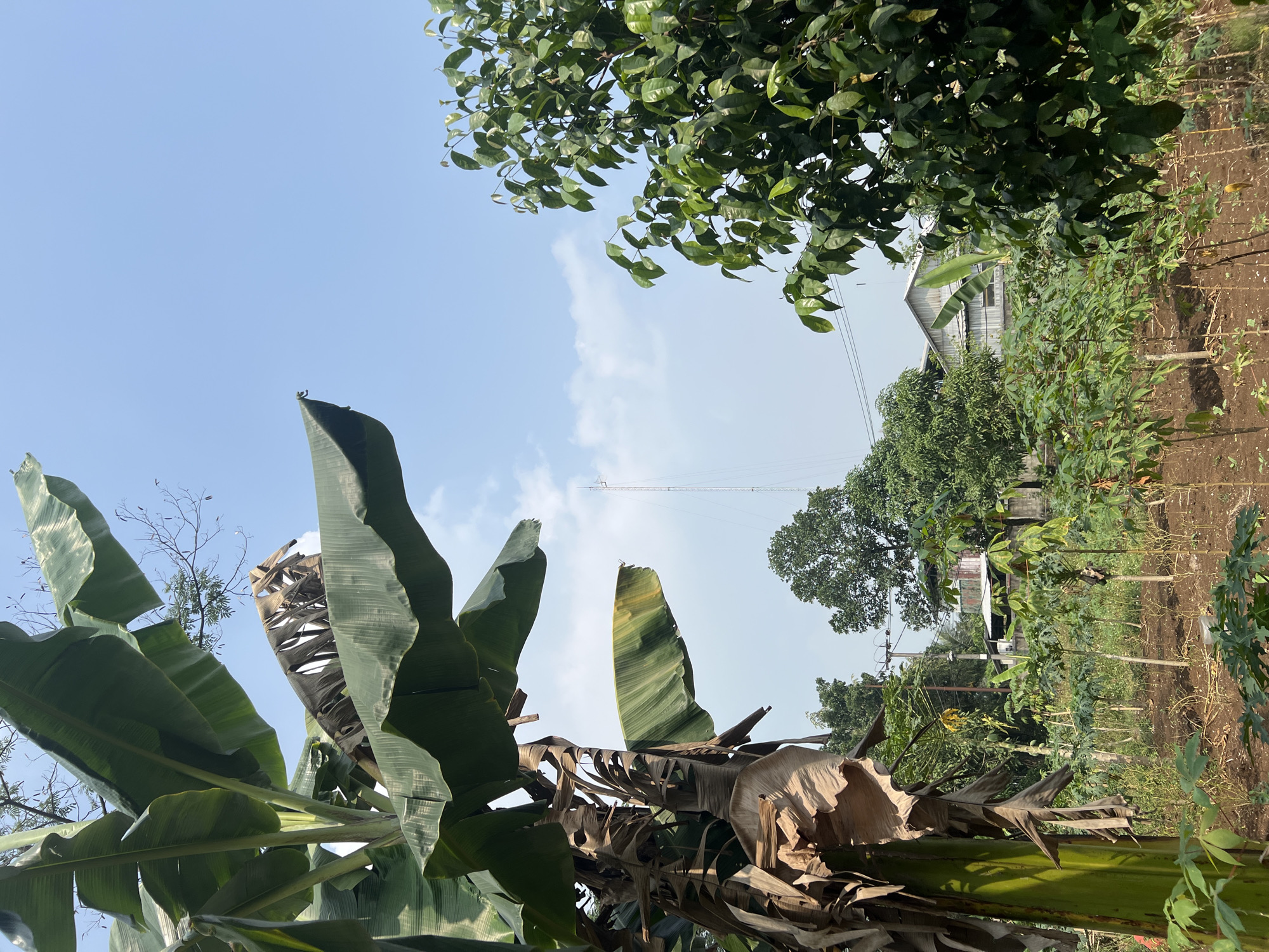 In Klapanunggal, Indonesia, a clear blue sky with scattered clouds forms the backdrop for a rural landscape. In the foreground, a large banana tree with lush green leaves and some dried fronds dominates the left side of the frame. To the right, a dense green tree with glossy leaves is visible.
Below these trees lies a field of young plants, appearing to be crops, with their stalks firmly planted in the reddish-brown soil. In the mid-ground, a telecommunications tower stands tall against the sky, its metallic structure a stark contrast to the natural surroundings. Beyond the field, buildings with corrugated metal roofs are nestled among more trees and vegetation, suggesting a small settlement or village. Electrical wires stretch across the scene, connecting the structures and hinting at the presence of utilities. The overall impression is one of a peaceful, agrarian environment within the Indonesian countryside.
